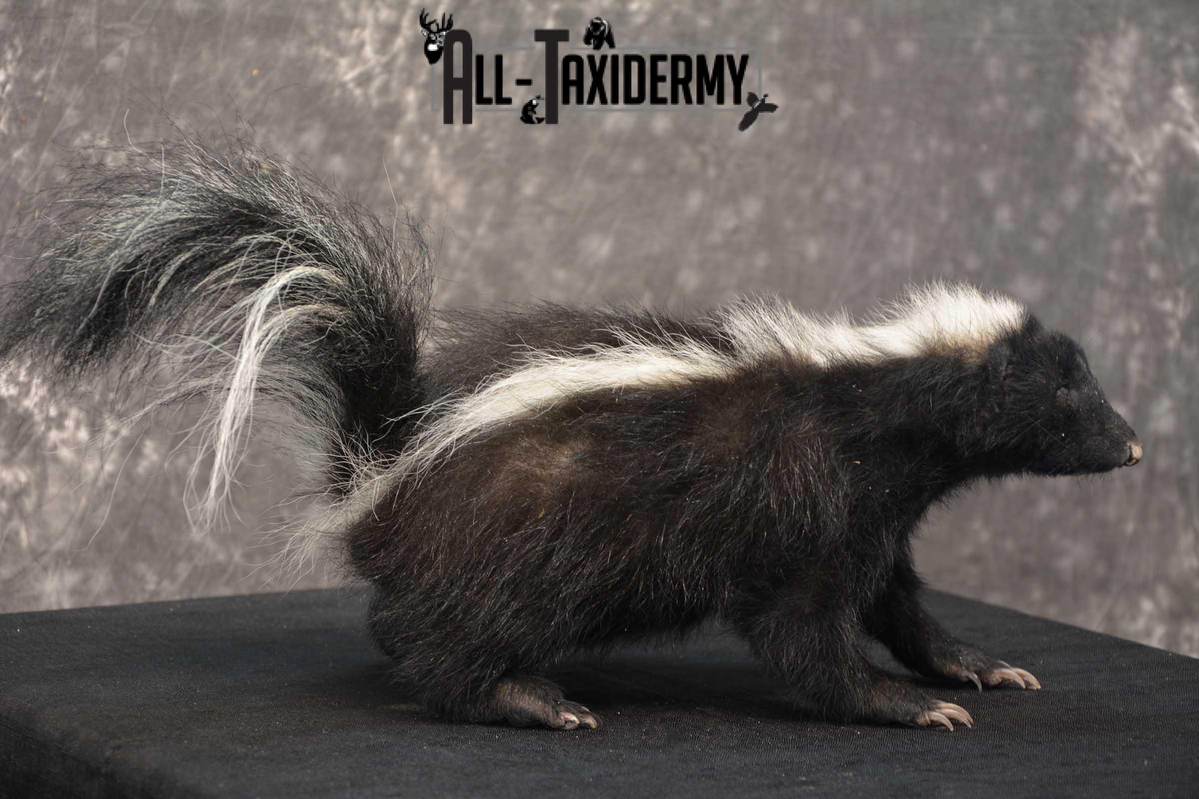 Full body skunk taxidermy mount for sale SKU 1780 - Image 3