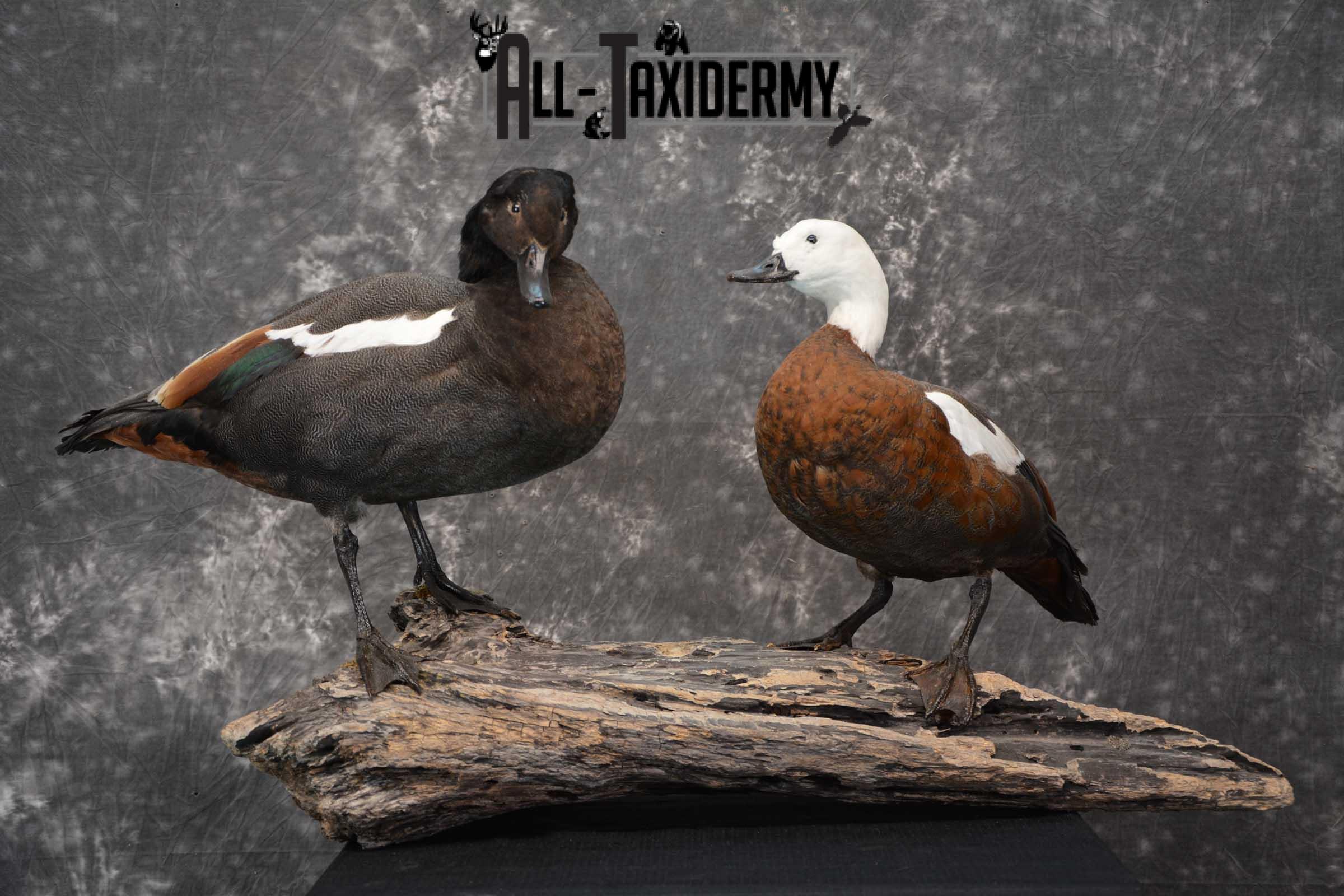 Pair of Newzeland Paradise Ducks taxidermy mount SKU 1828 - Image 2