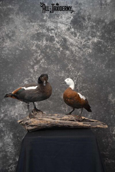 Pair of New Zealand Paradise Ducks