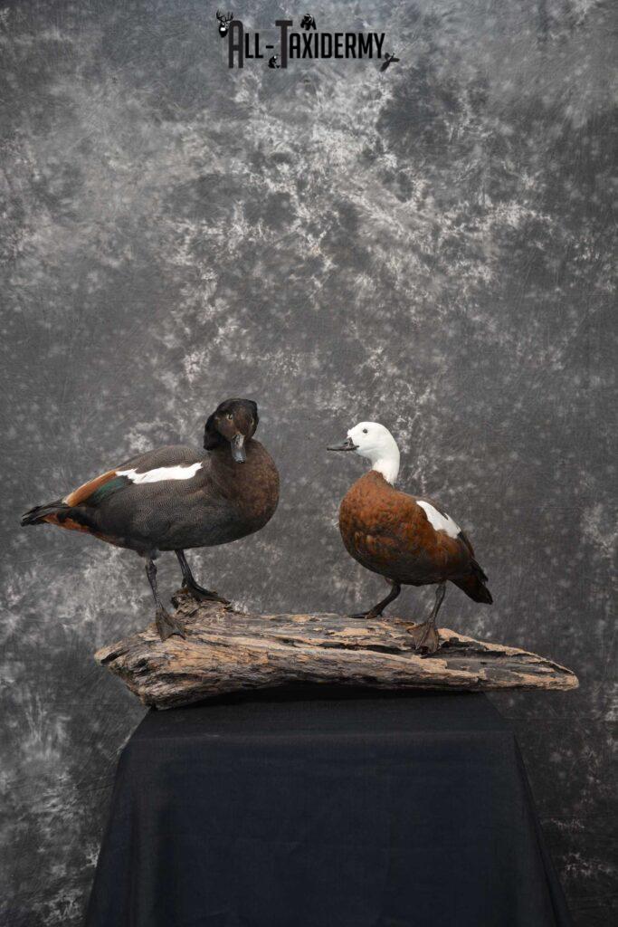 Pair of New Zealand Paradise Ducks