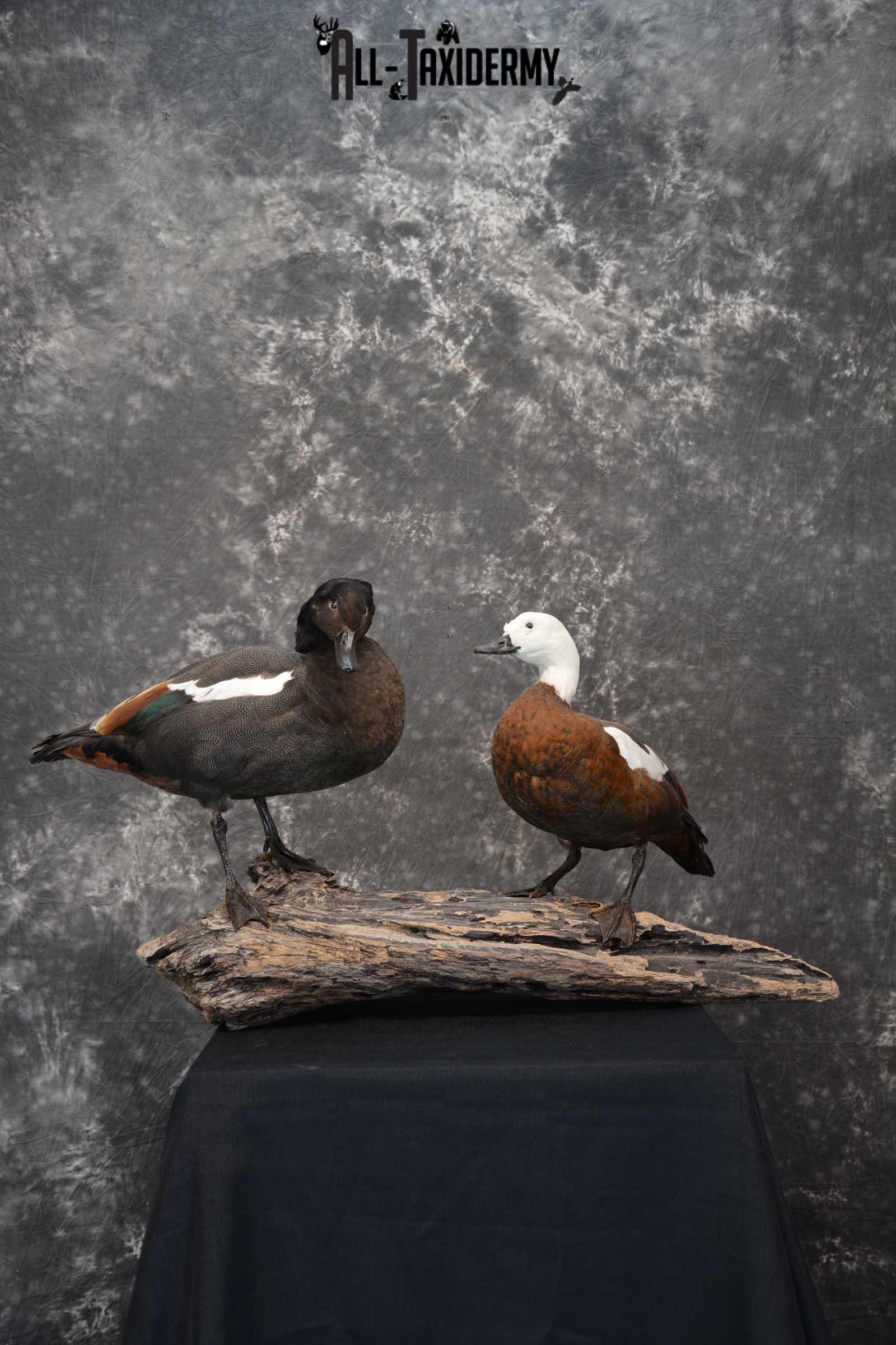 Pair of New Zealand Paradise Ducks