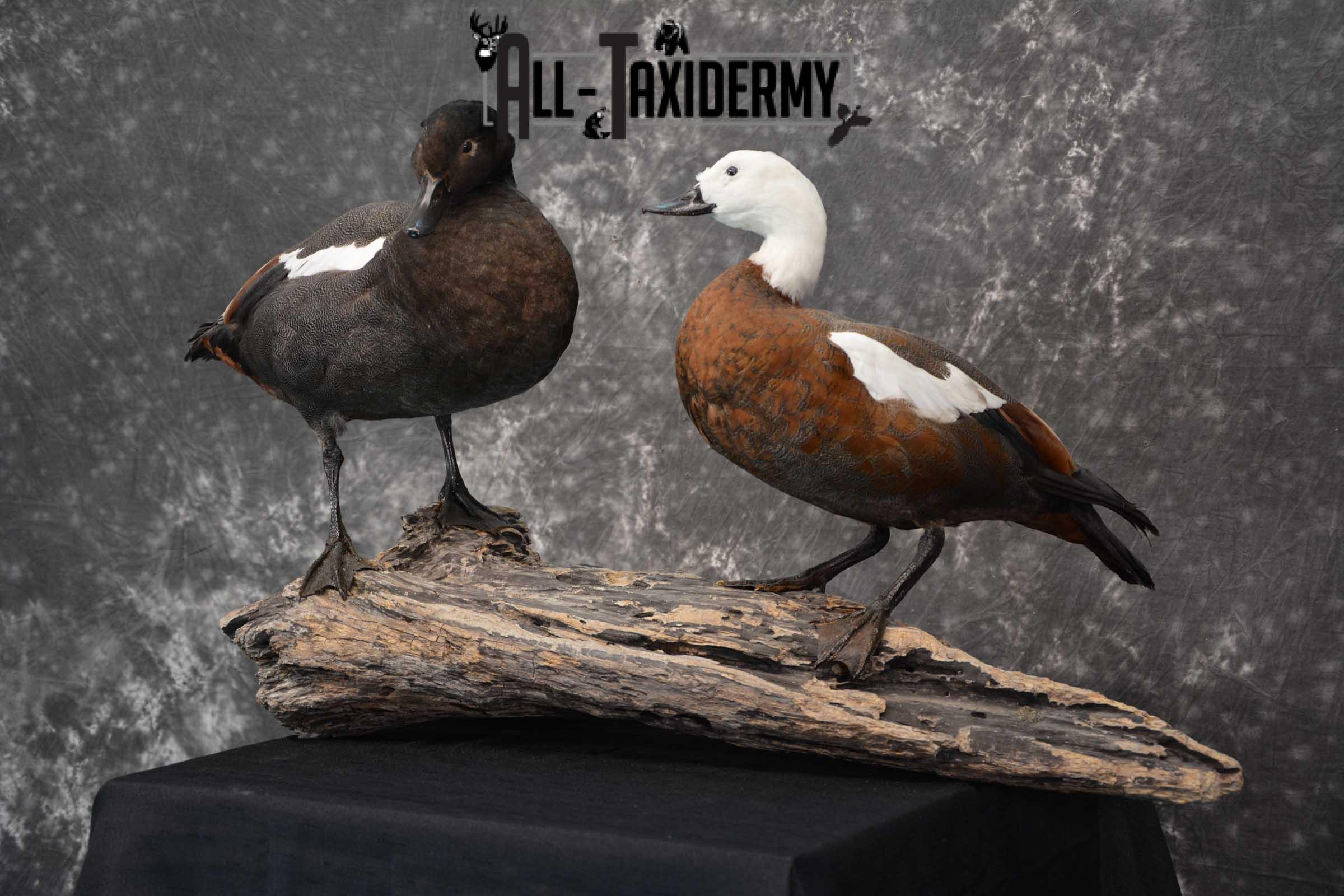 Pair of Newzeland Paradise Ducks taxidermy mount SKU 1828 - Image 11