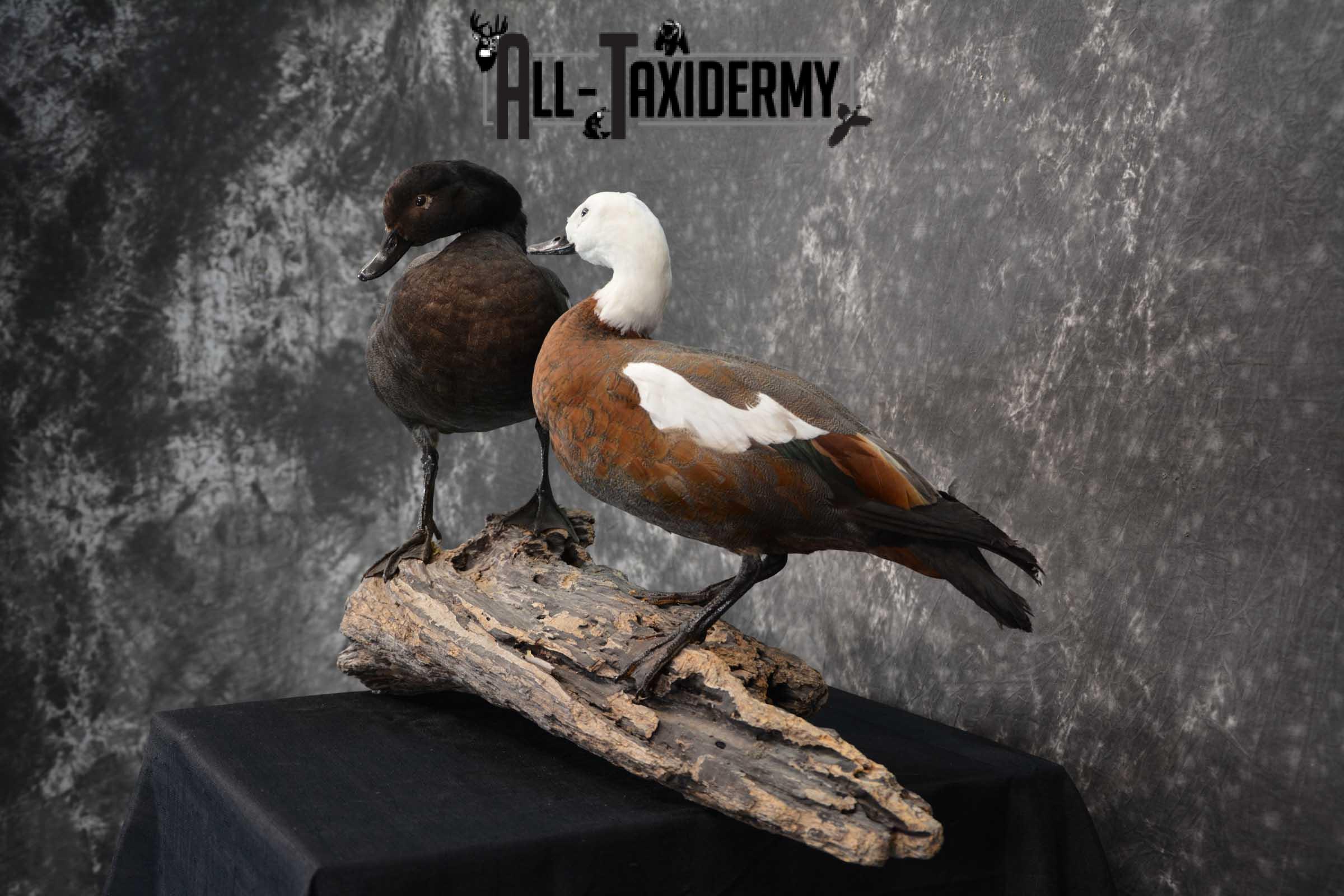 Pair of Newzeland Paradise Ducks taxidermy mount SKU 1828 - Image 10