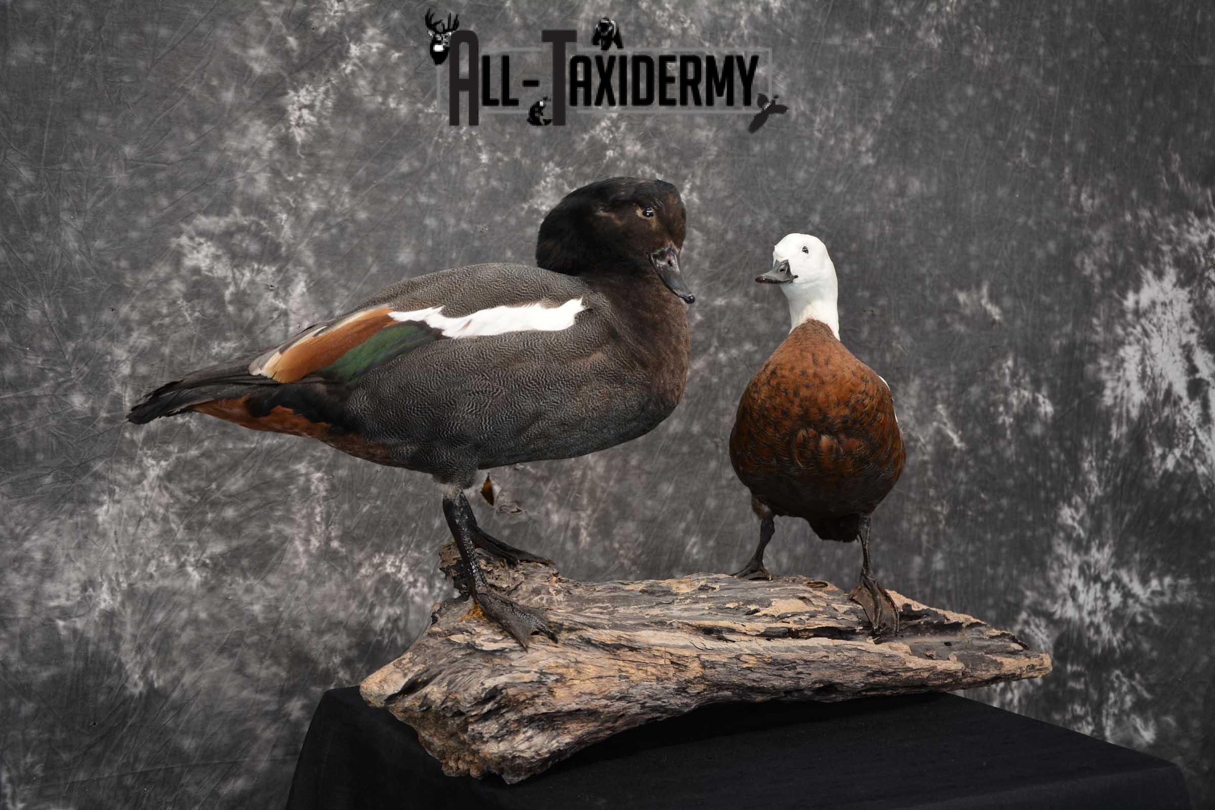Pair of Newzeland Paradise Ducks taxidermy mount SKU 1828 - Image 9