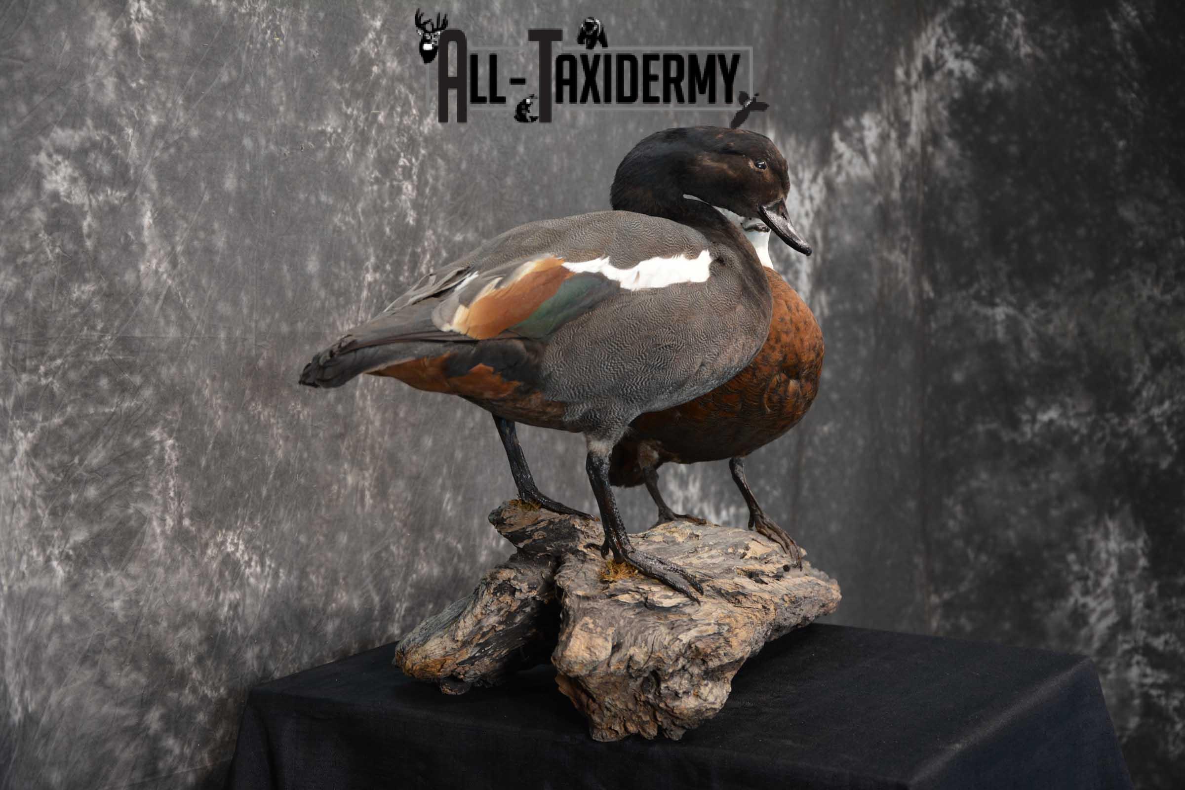Pair of Newzeland Paradise Ducks taxidermy mount SKU 1828 - Image 8