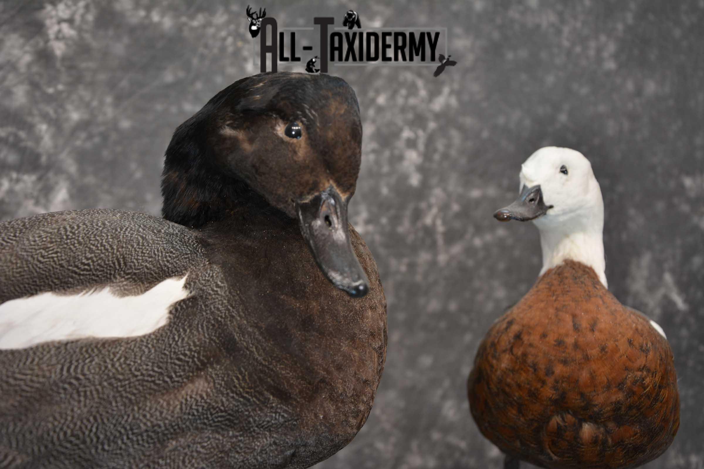 Pair of Newzeland Paradise Ducks taxidermy mount SKU 1828 - Image 7