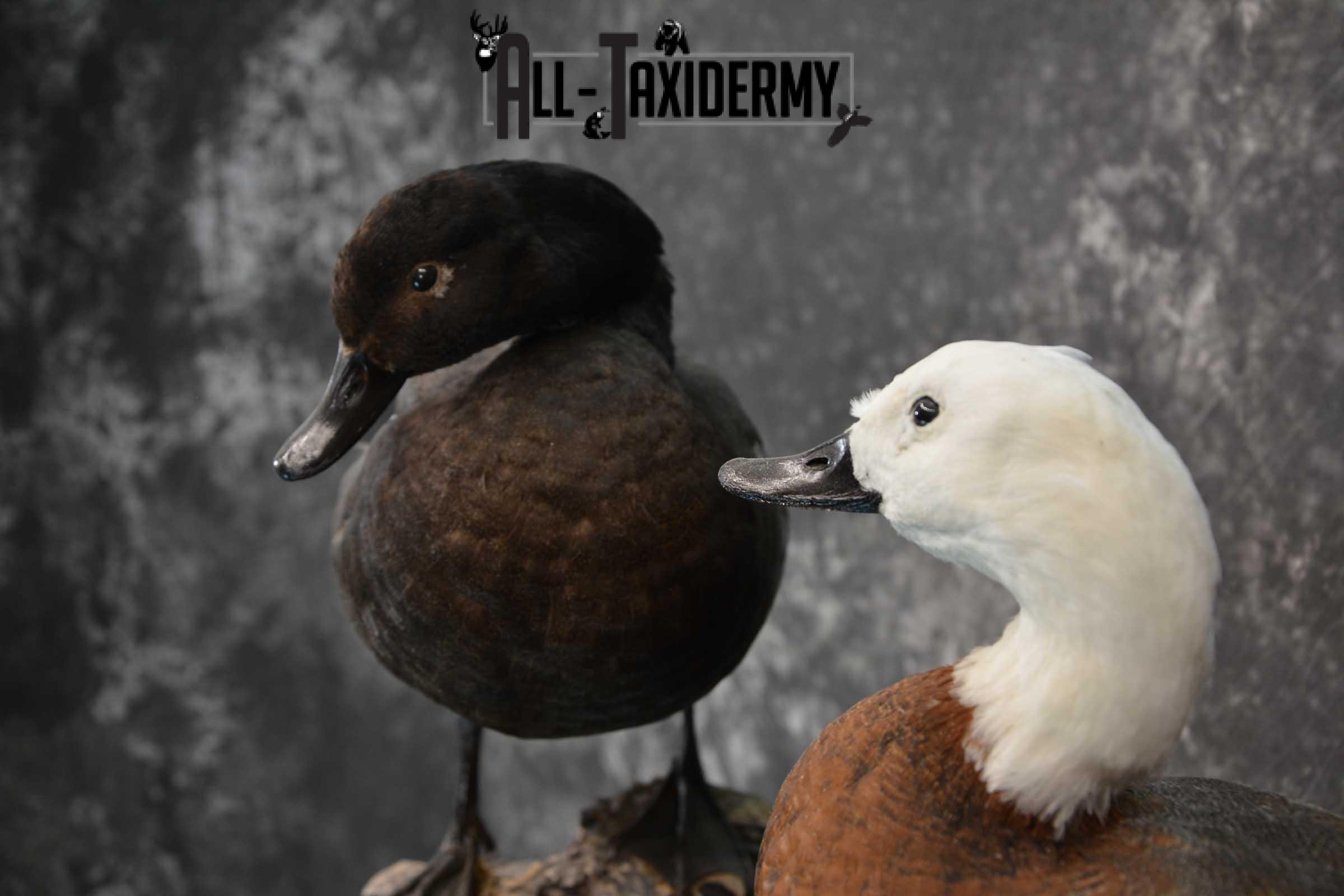 Pair of Newzeland Paradise Ducks taxidermy mount SKU 1828 - Image 6
