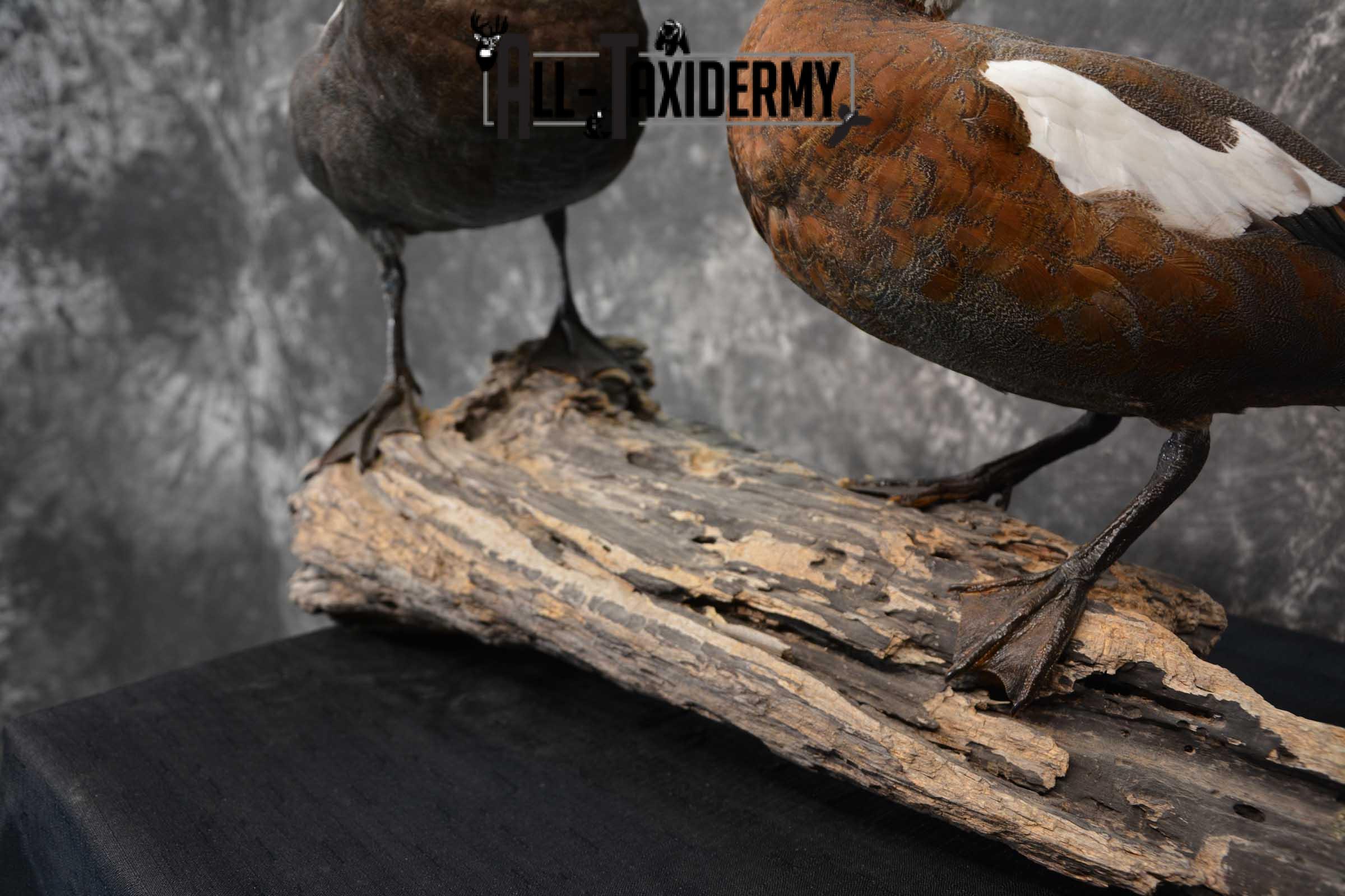 Pair of Newzeland Paradise Ducks taxidermy mount SKU 1828 - Image 5