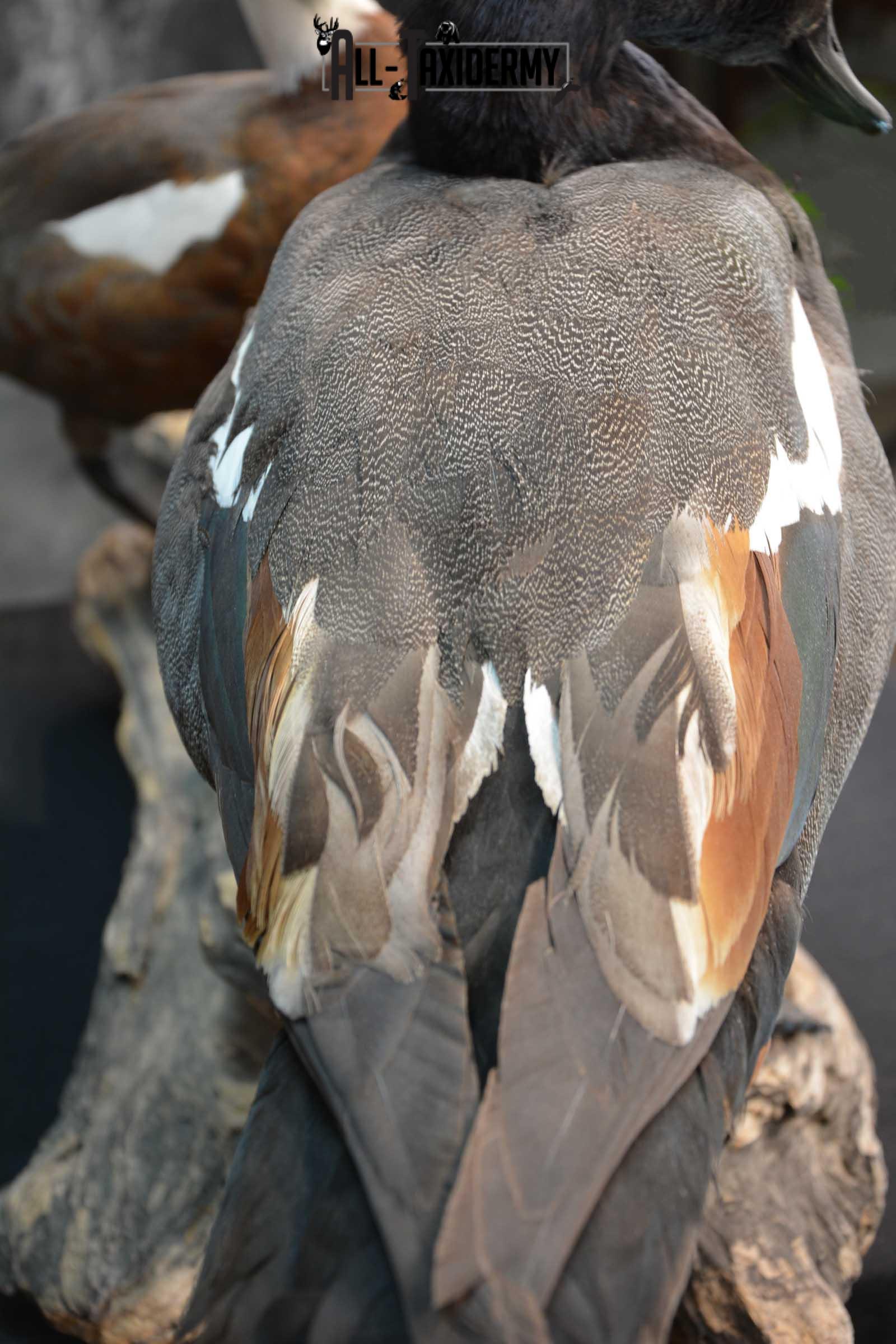 Pair of Newzeland Paradise Ducks taxidermy mount SKU 1828 - Image 4