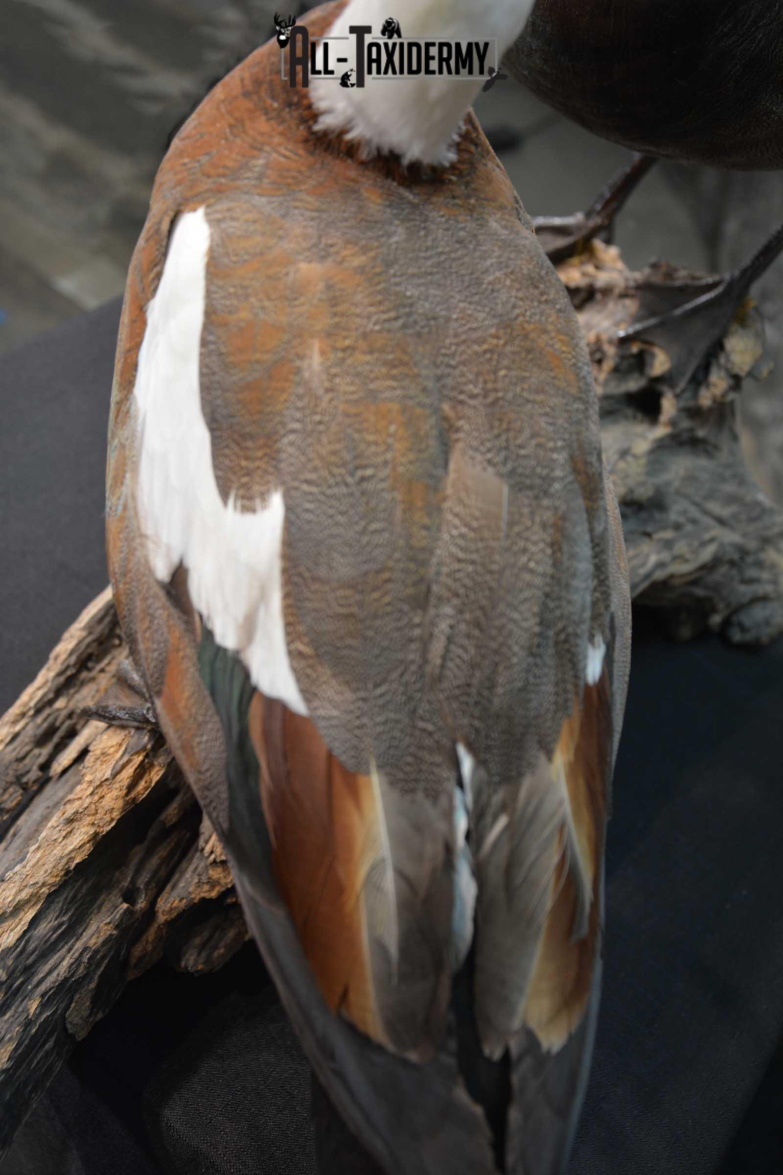 Pair of Newzeland Paradise Ducks taxidermy mount SKU 1828 - Image 3