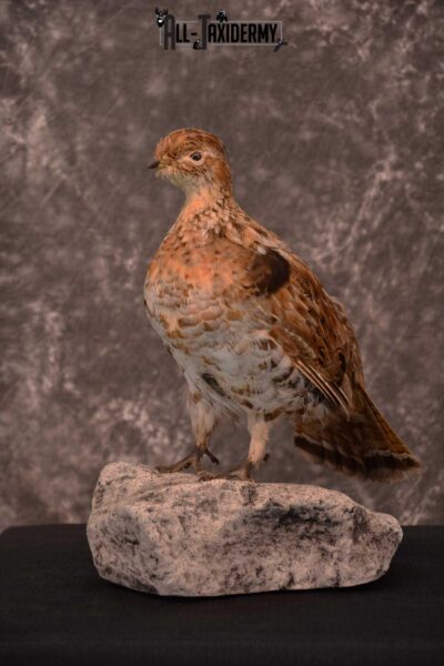 Ruffed Grouse full body taxidermy mount for sale SKU 1777