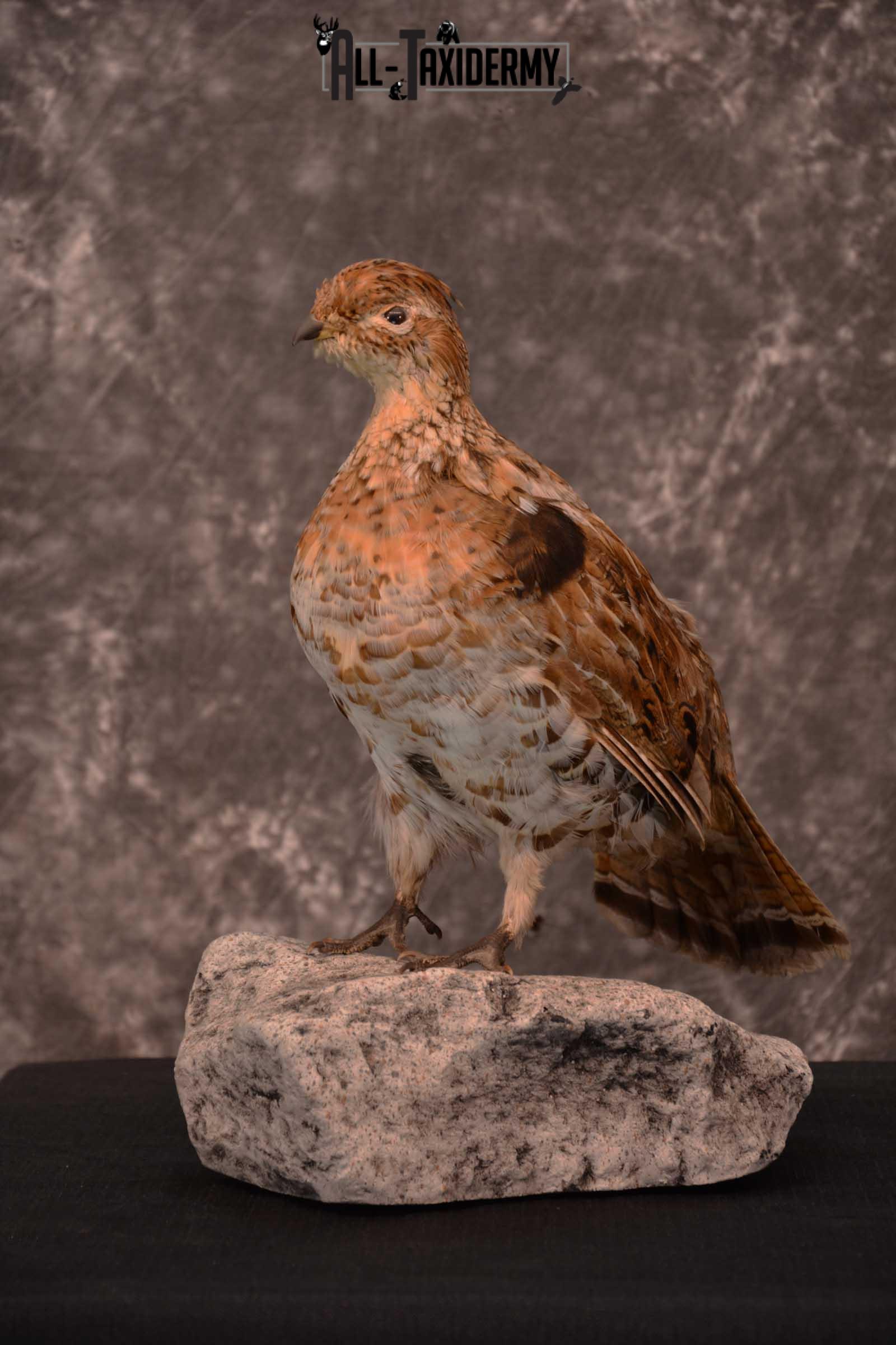 Ruffed Grouse full body taxidermy mount for sale SKU 1777