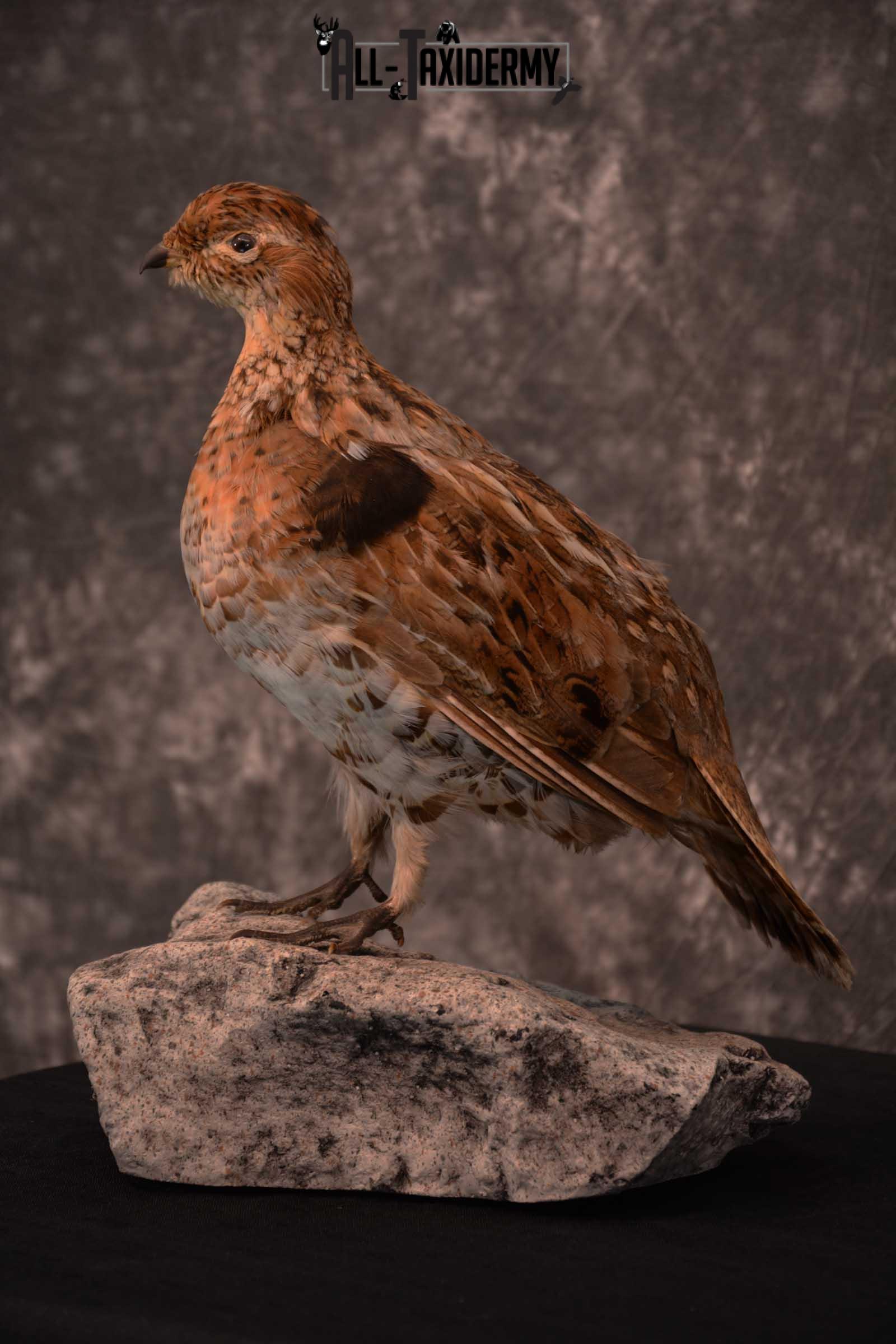 Ruffed Grouse full body taxidermy mount for sale SKU 1777 - Image 5