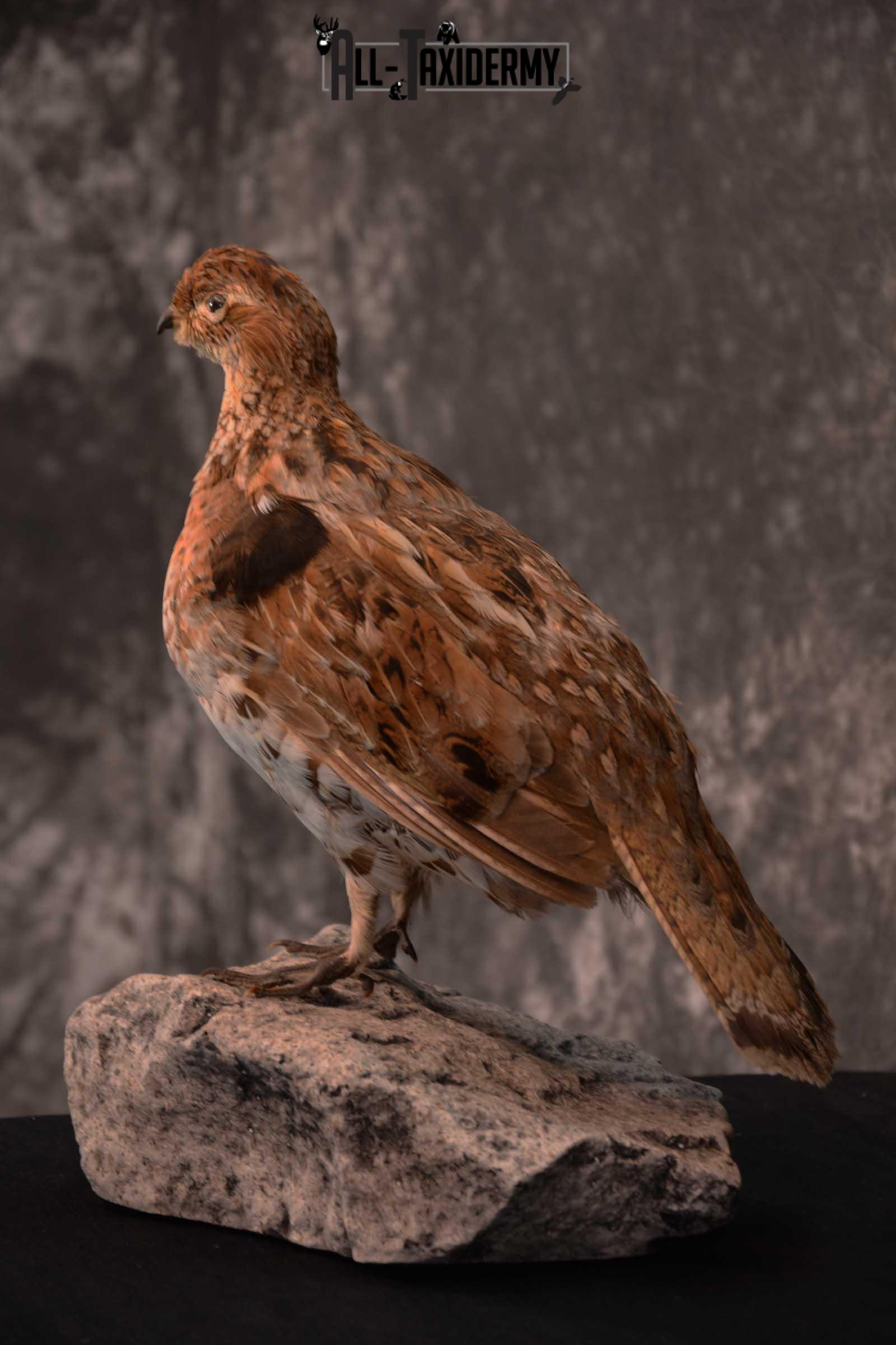 Ruffed Grouse full body taxidermy mount for sale SKU 1777 - Image 4