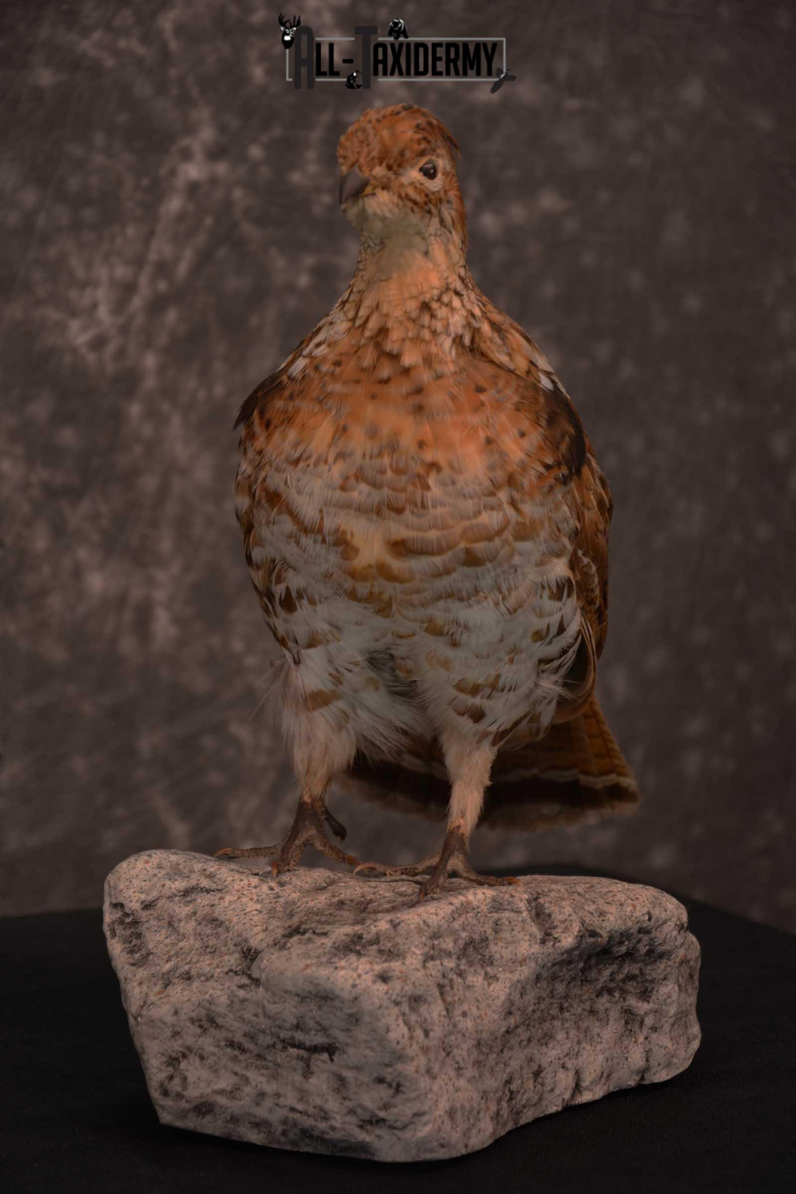 Ruffed Grouse full body taxidermy mount for sale SKU 1777 - Image 3