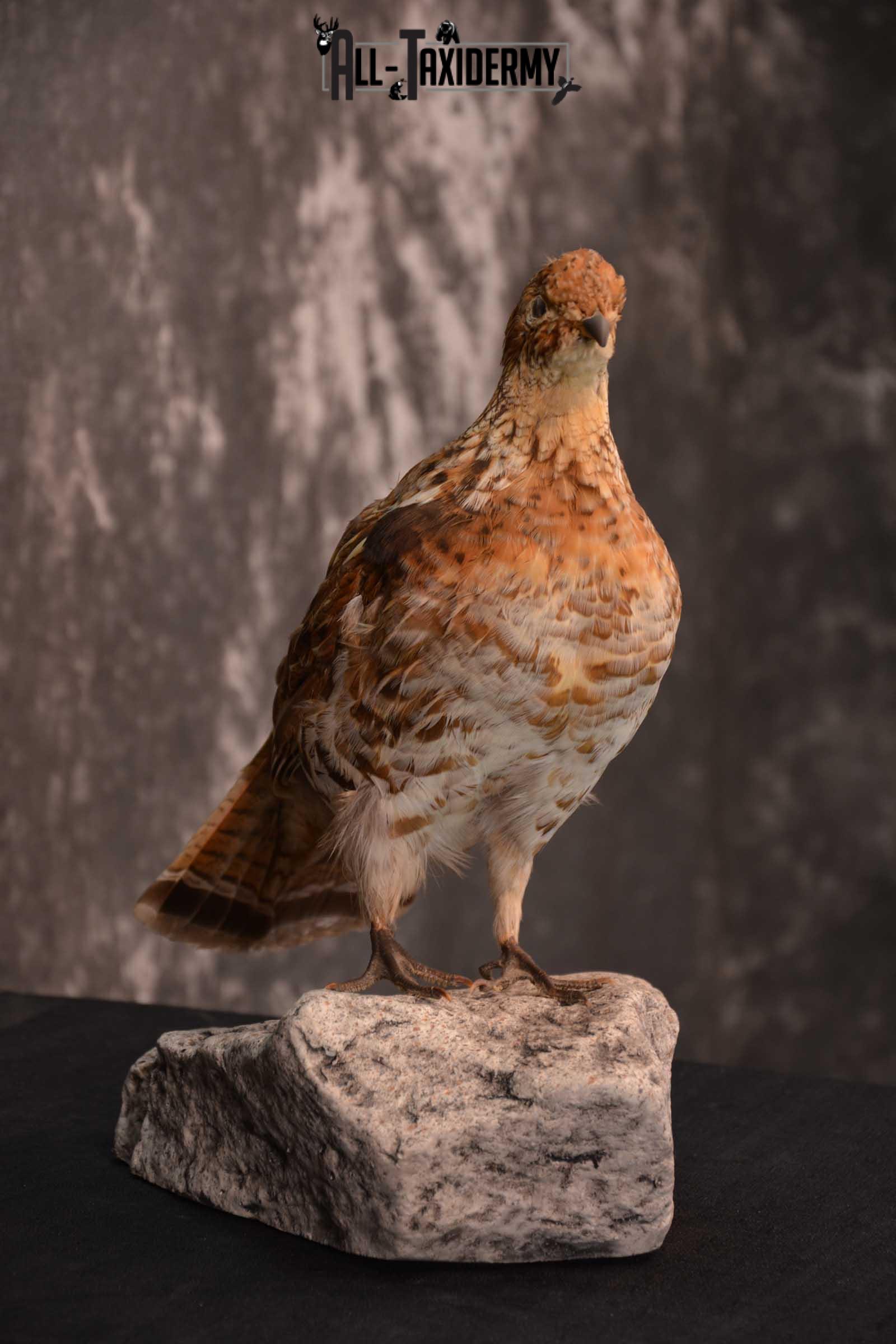Ruffed Grouse full body taxidermy mount for sale SKU 1777 - Image 2