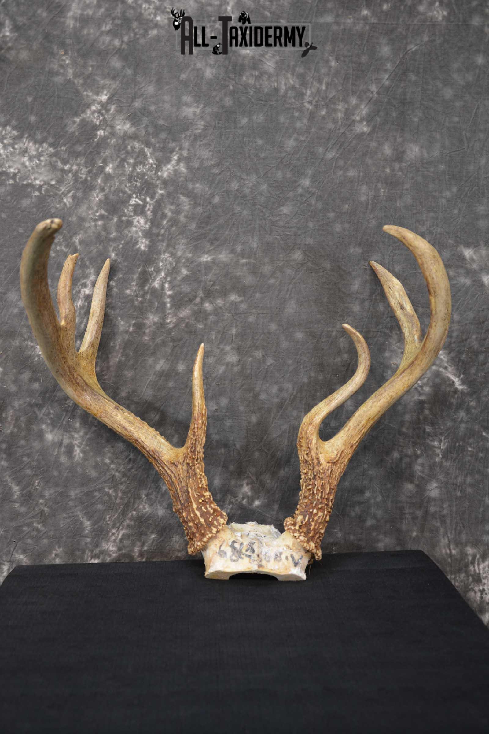 Whitetail deer antler skull cap taxidermy for sale SKU 1775.2