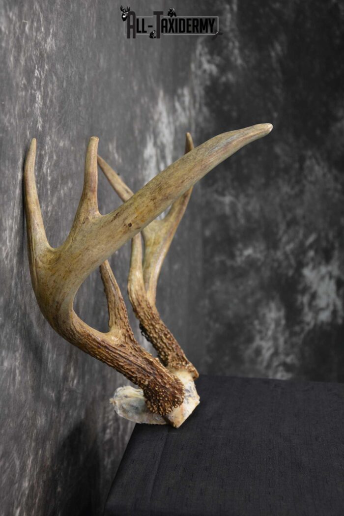 Whitetail deer antler skull cap taxidermy for sale SKU 1775.2