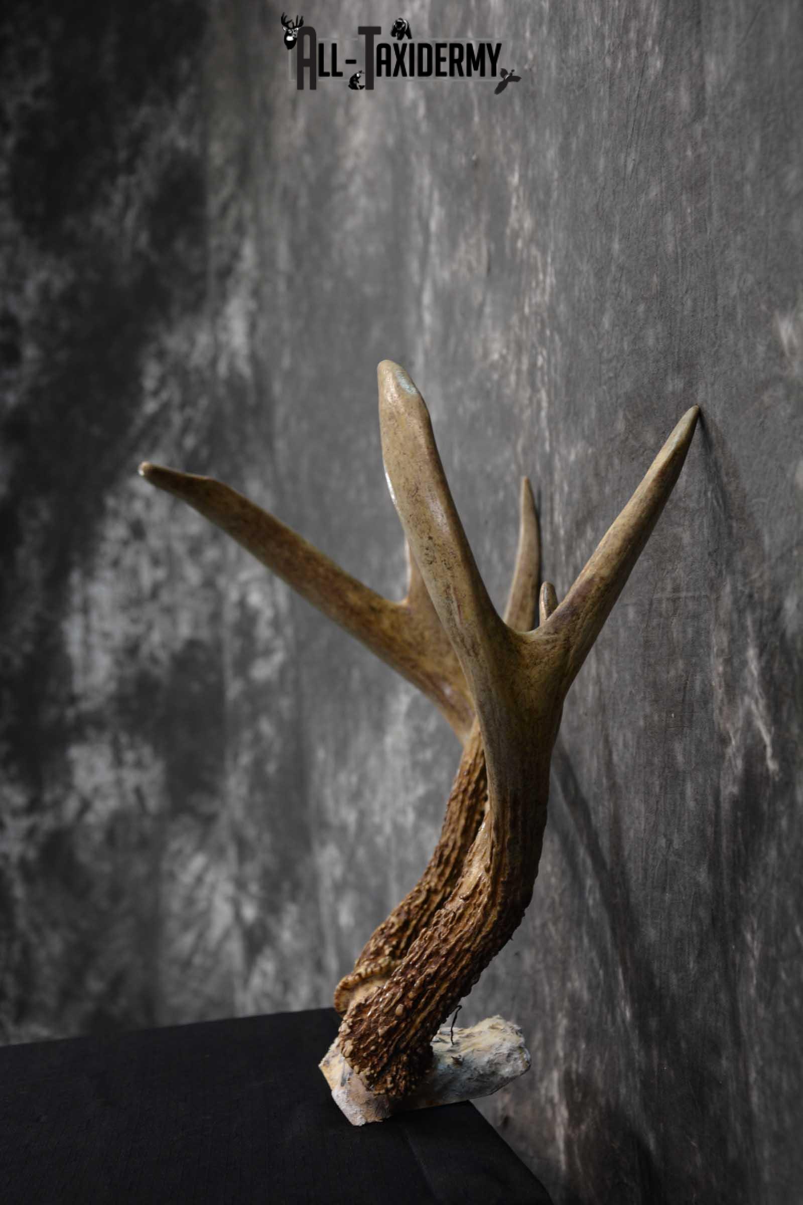 Whitetail deer antler skull cap taxidermy for sale SKU 1775.2 - Image 3