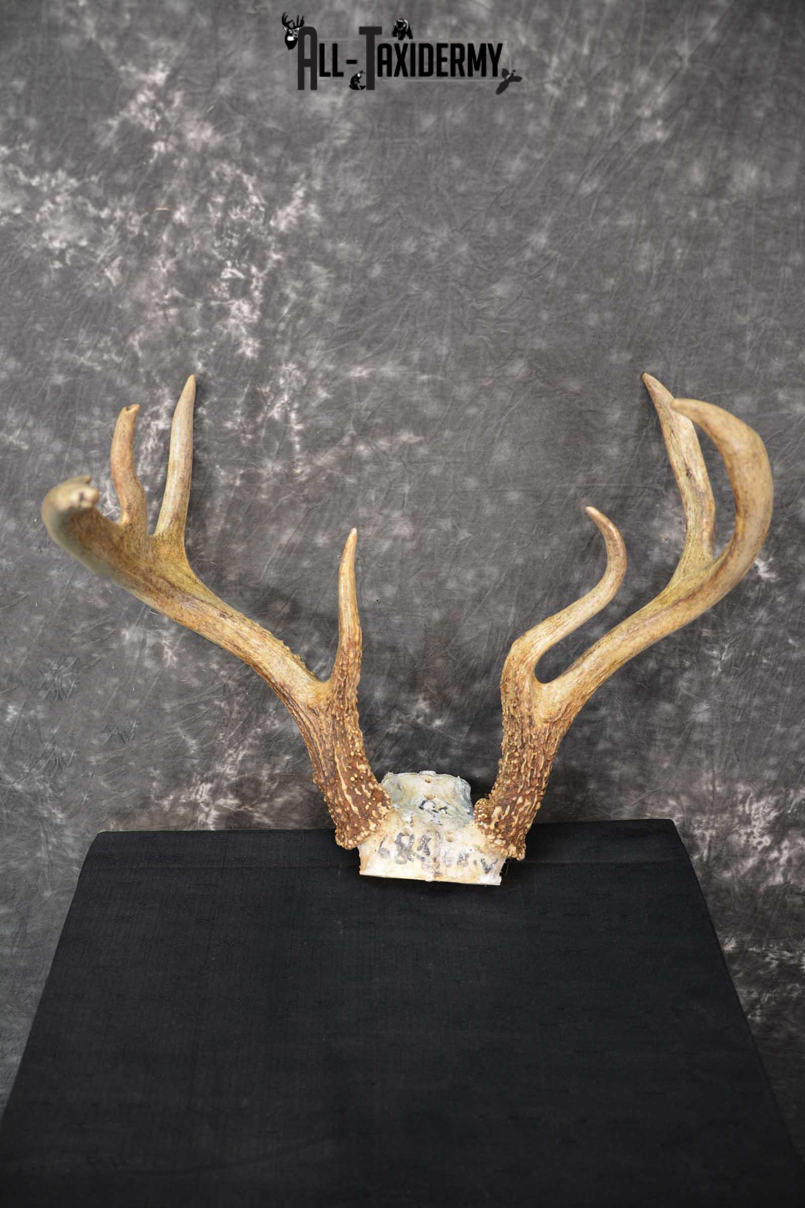 Whitetail deer antler skull cap taxidermy for sale SKU 1775.2 - Image 2