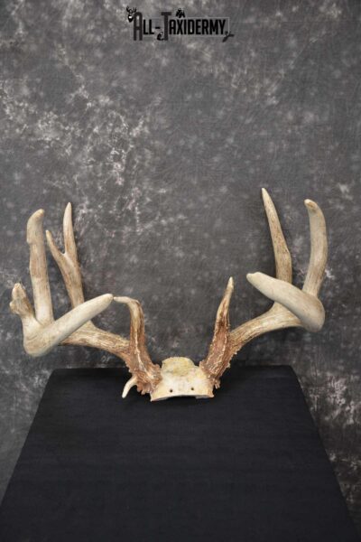 Whitetail Deer Antler Skull Cap taxidermy mount for sale SKU 1775.1