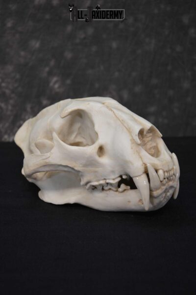 Reproduction African Leopard Skull Set for sale SKU 1677