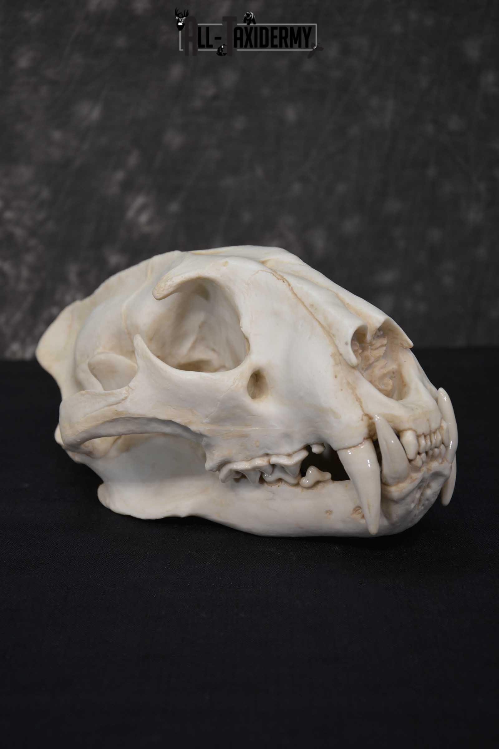 Reproduction African Leopard Skull Set for sale SKU 1677