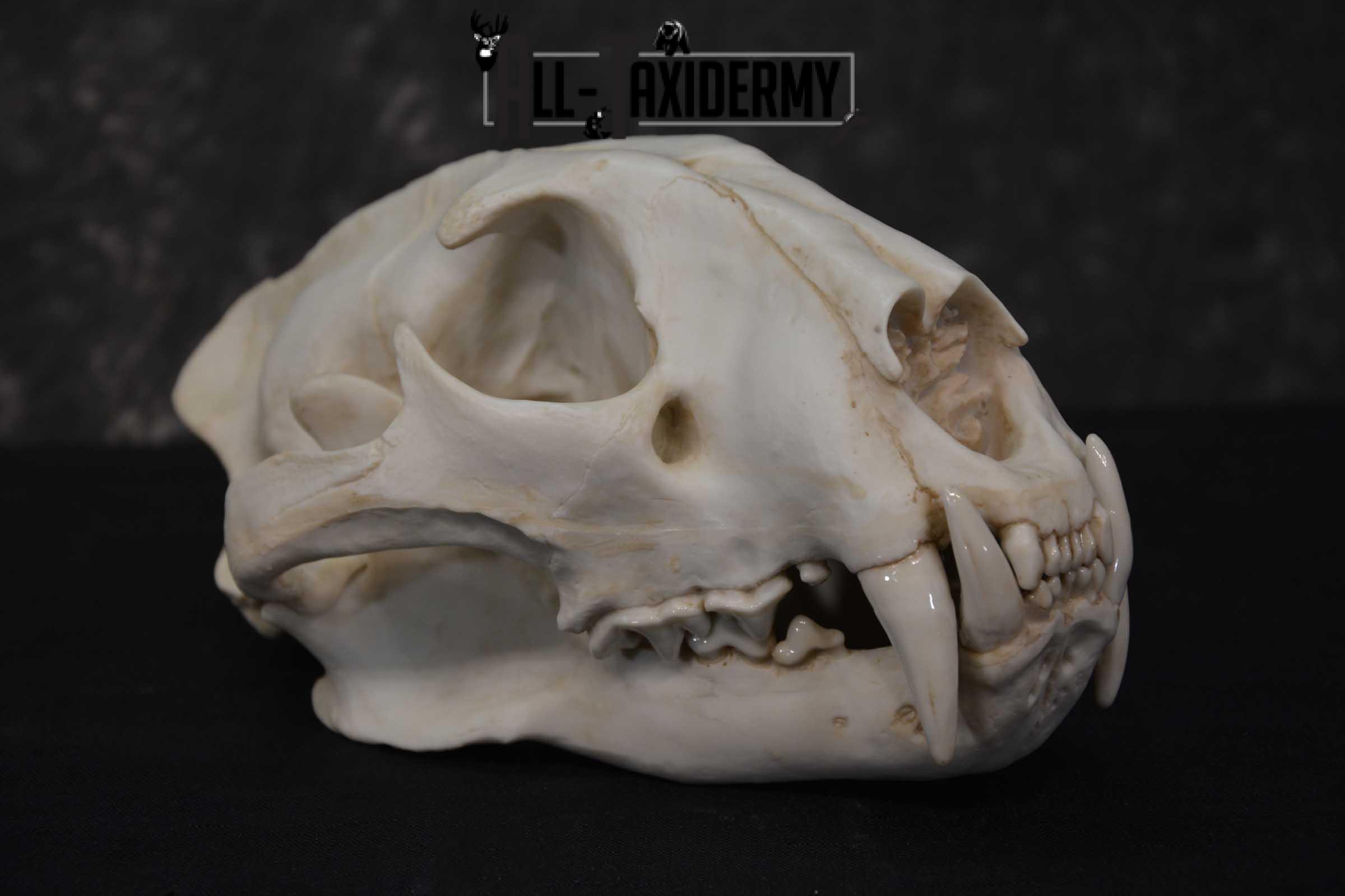 Reproduction African Leopard Skull Set for sale SKU 1677 - Image 5