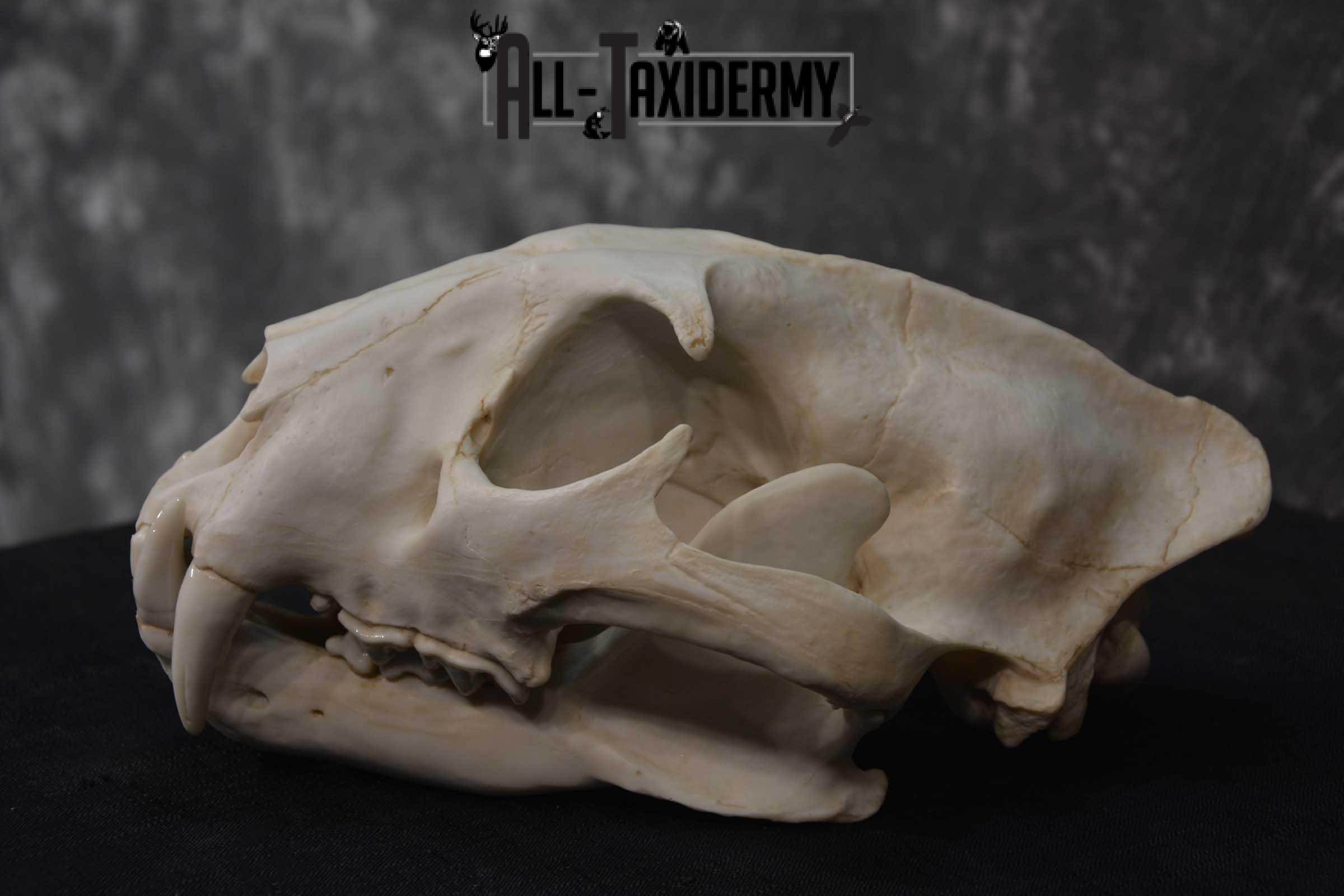 Reproduction African Leopard Skull Set for sale SKU 1677 - Image 4