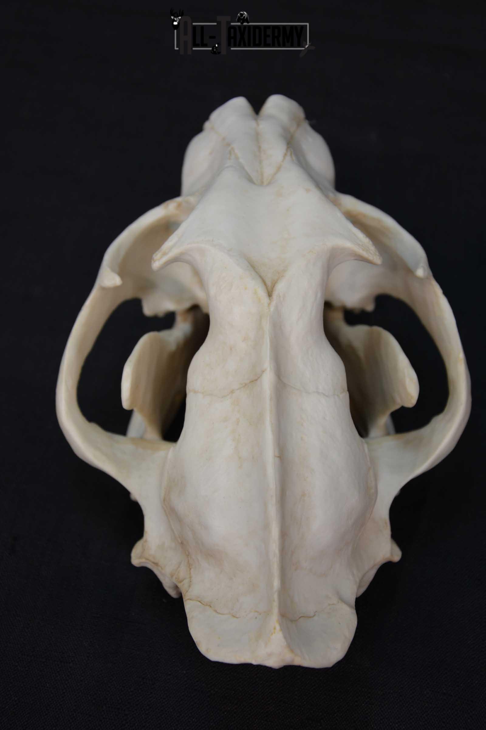 Reproduction African Leopard Skull Set for sale SKU 1677 - Image 3