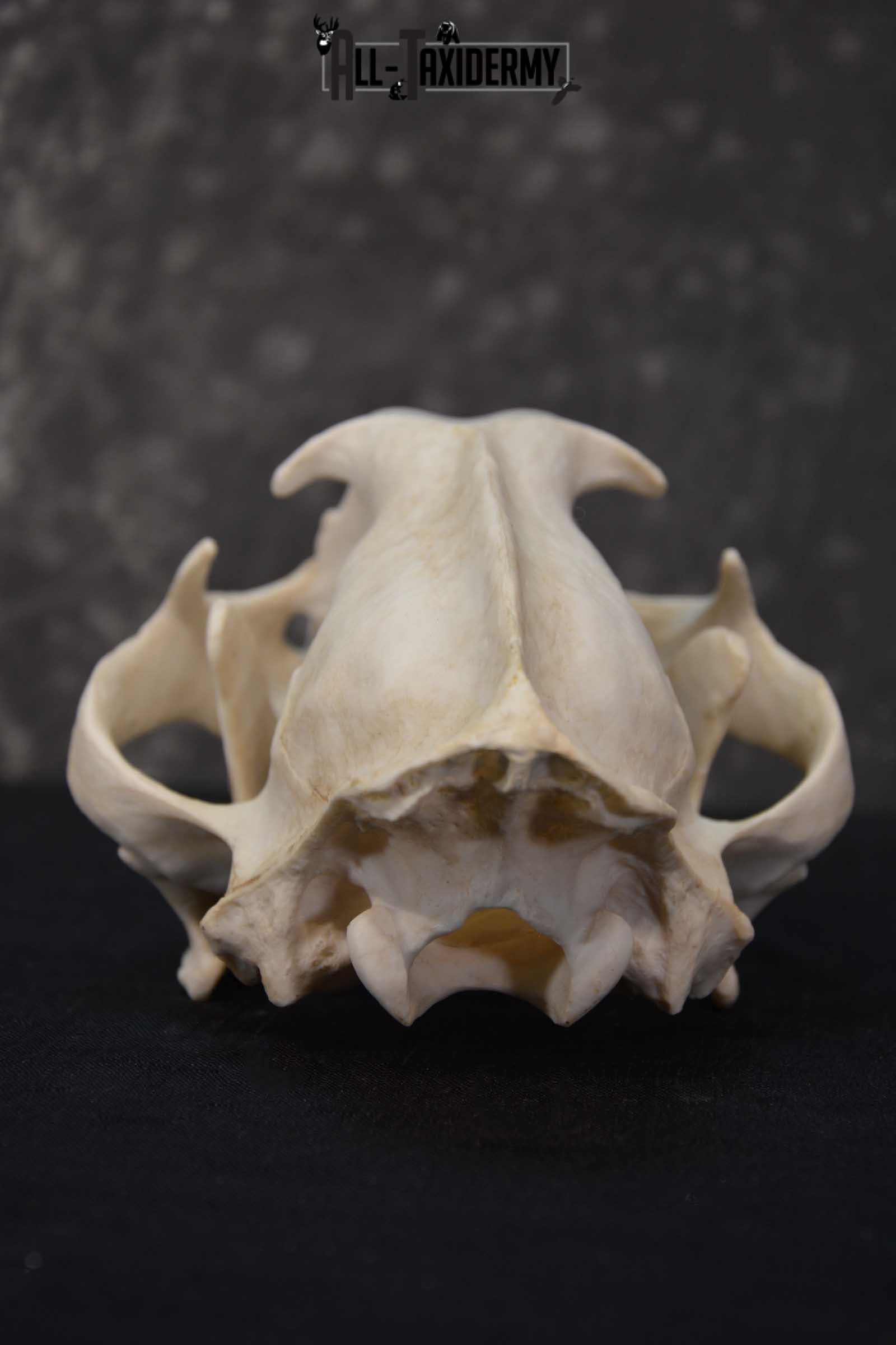 Reproduction African Leopard Skull Set for sale SKU 1677 - Image 2