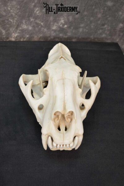 Reproduction Bengal Tiger Skull Set SKU 1675