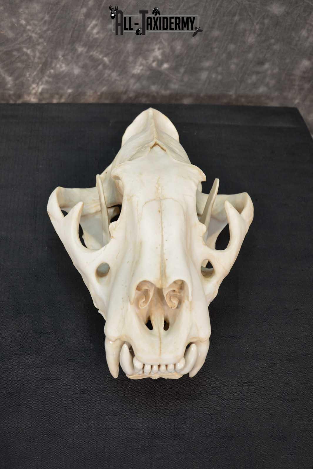 Reproduction Bengal Tiger Skull Set SKU 1675