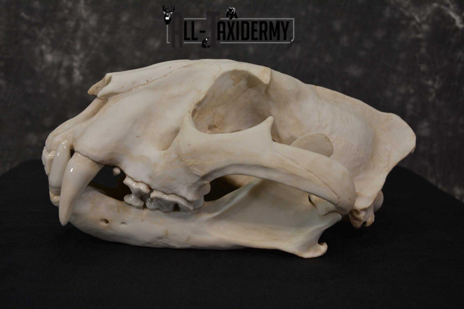 Reproduction Bengal Tiger Skull Set SKU 1675 - All Taxidermy