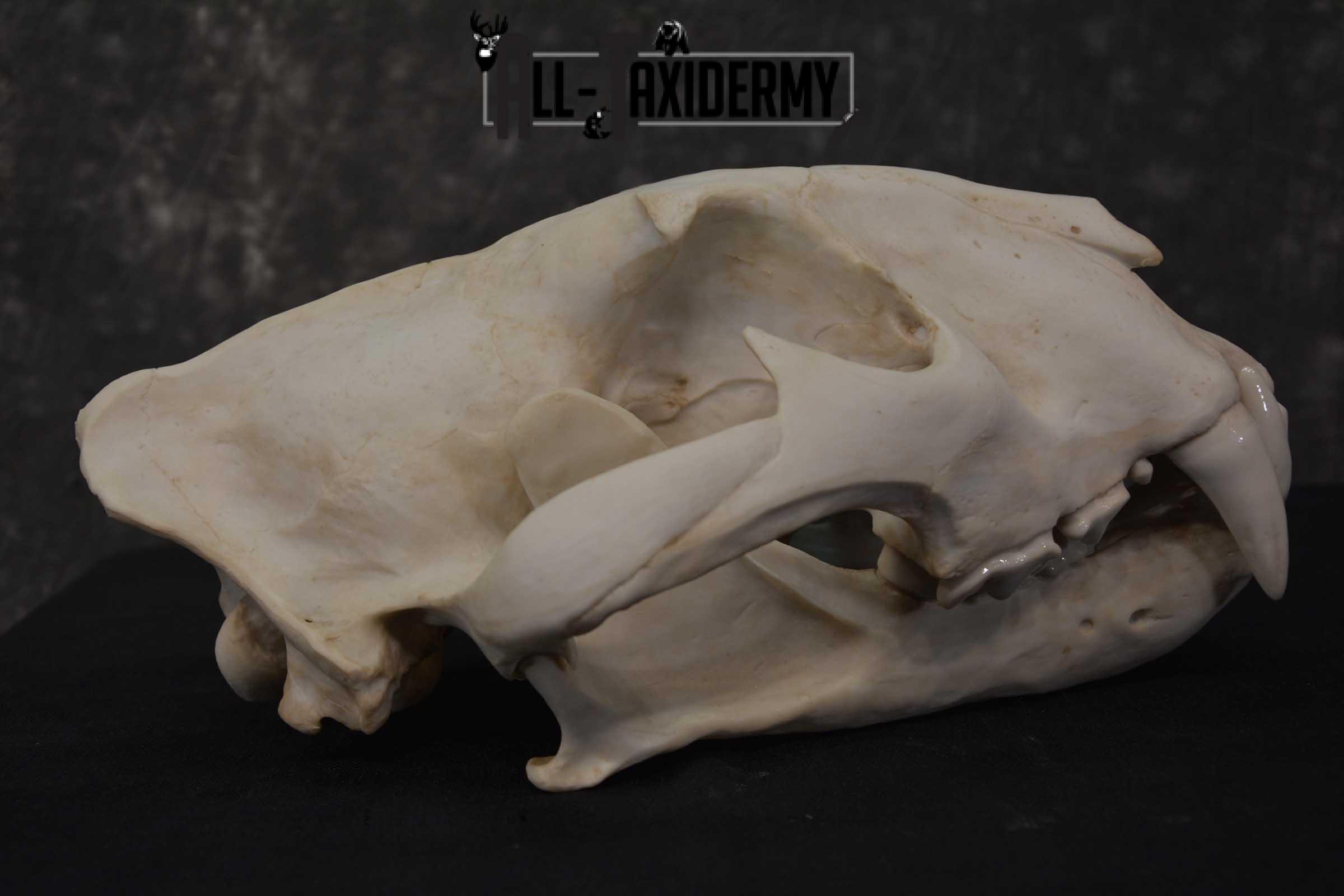 Reproduction Bengal Tiger Skull Set SKU 1675 - Image 5