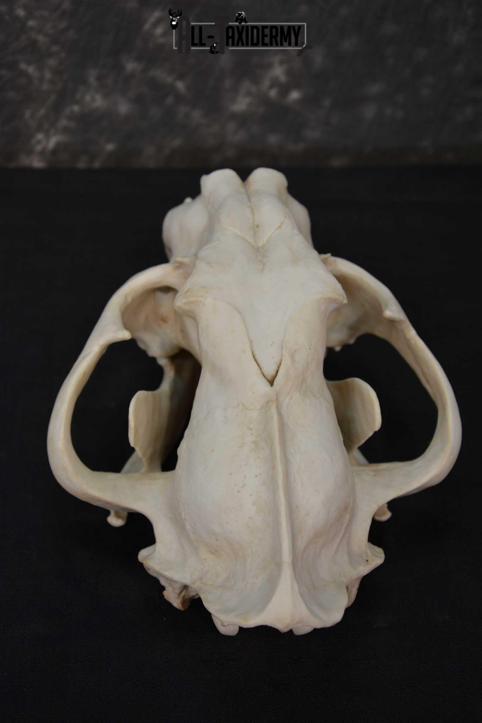 Reproduction Bengal Tiger Skull Set SKU 1675 - Image 4