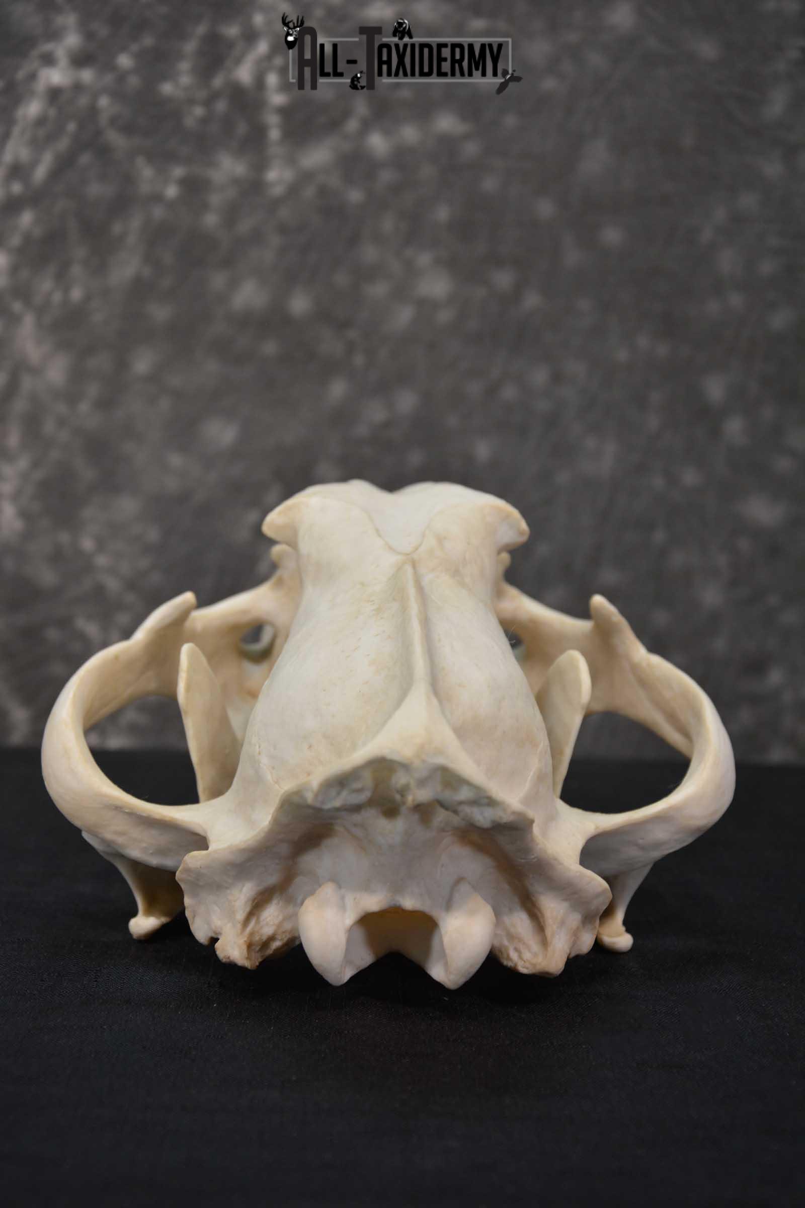 Reproduction Bengal Tiger Skull Set SKU 1675 - Image 3