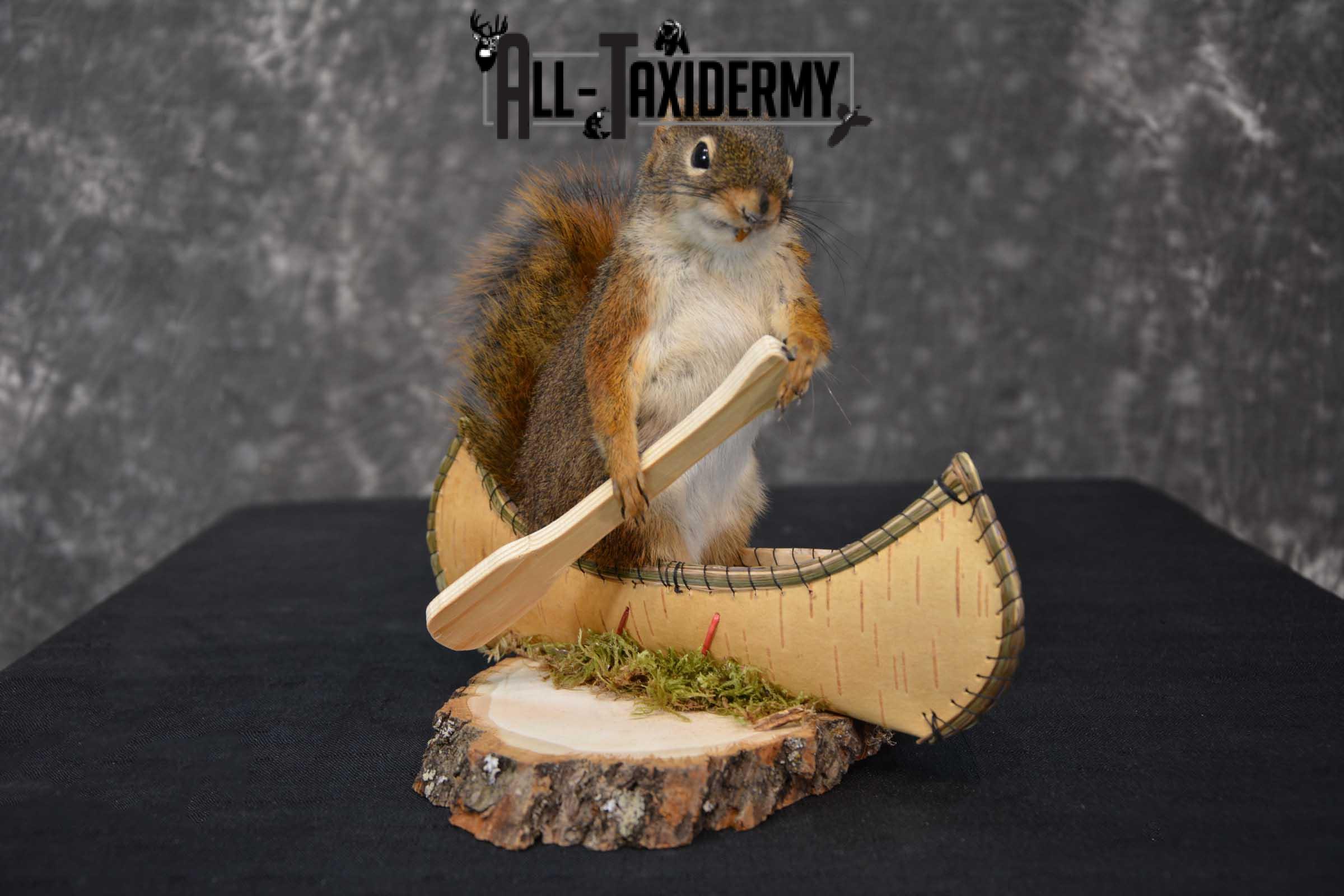 Red Squirrel in Canoe Taxidermy mount for sale SKU 1745 - Image 3