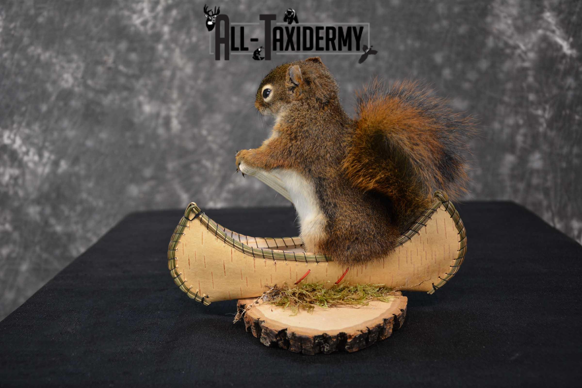 Red Squirrel in Canoe Taxidermy mount for sale SKU 1745 - Image 2