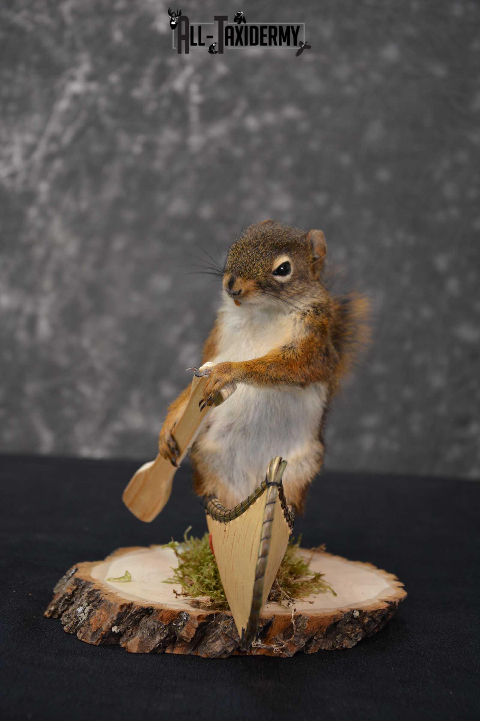 Red Squirrel in Canoe Taxidermy mount for sale SKU 1745
