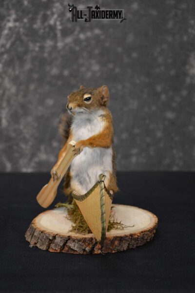 Red Squirrel in Canoe Taxidermy mount for sale SKU 1746