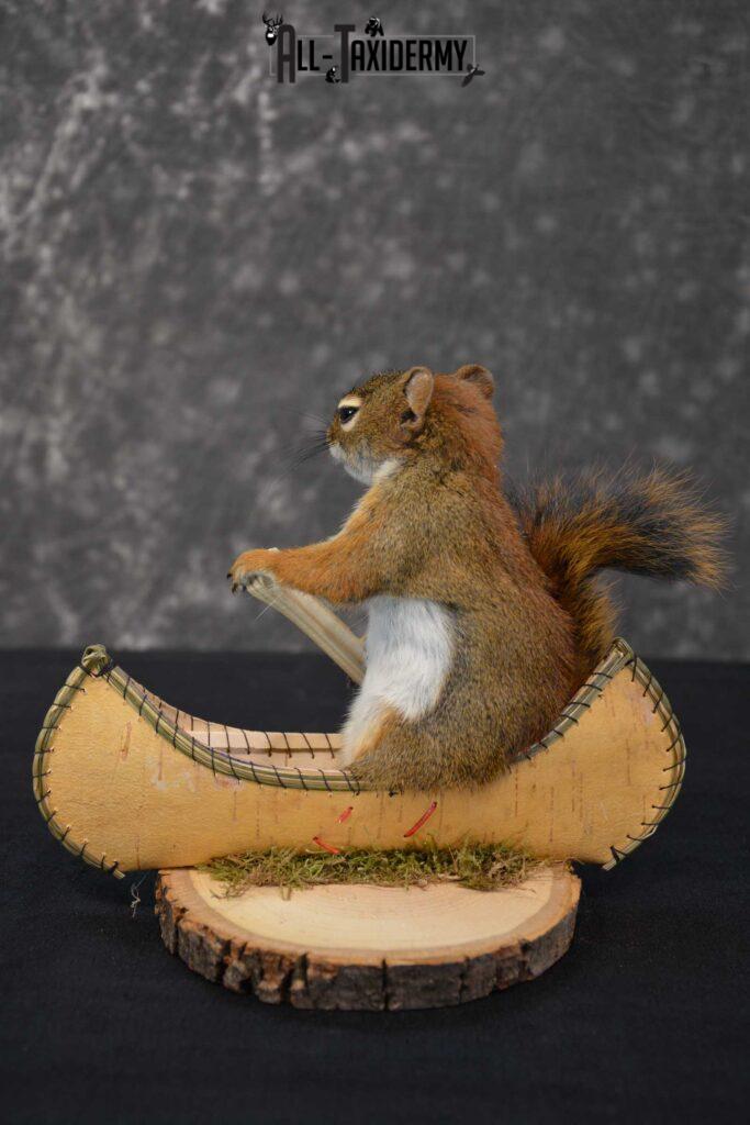 stuffed red squirrel taxidermy