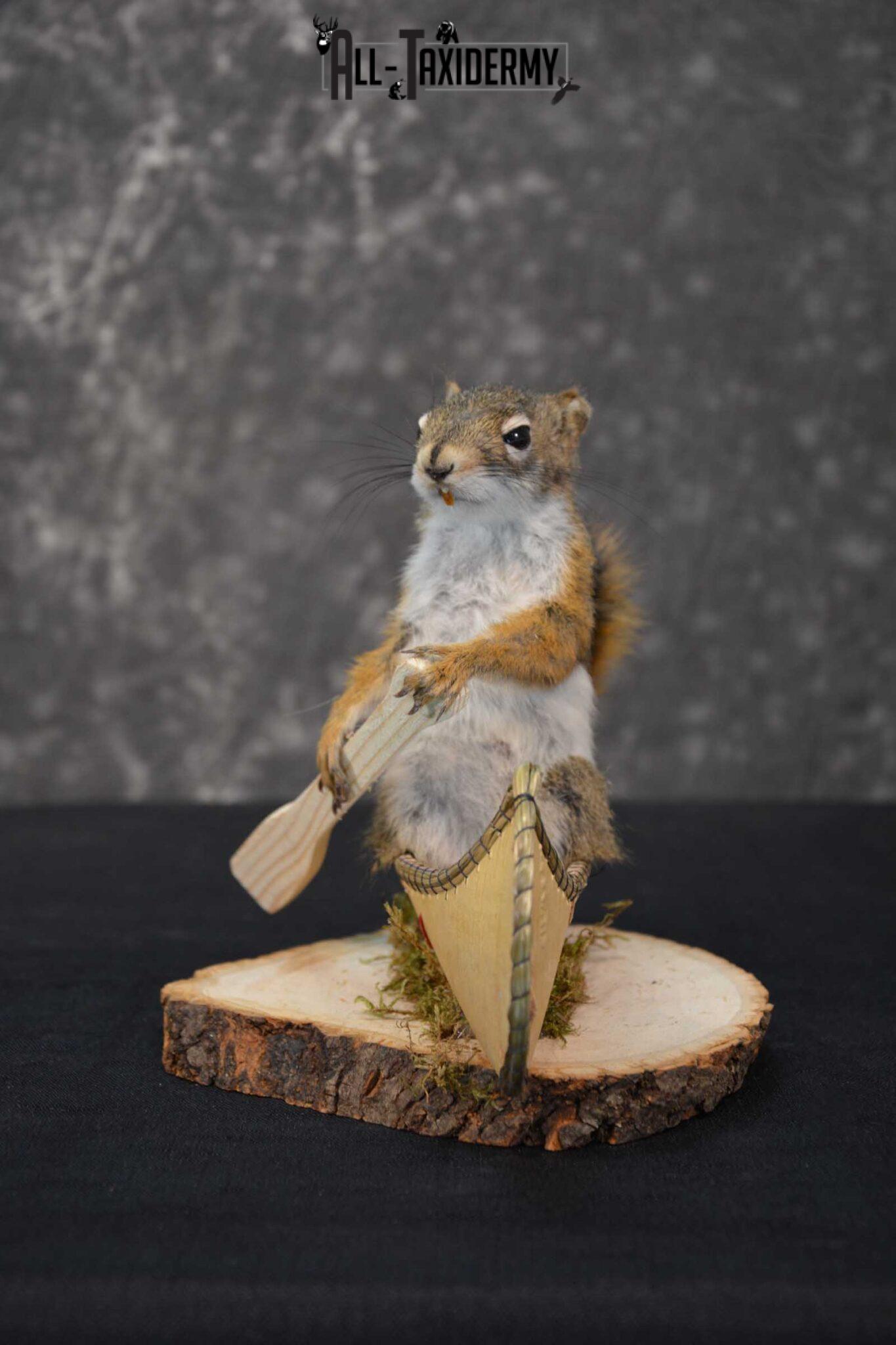 Squirrel Taxidermy Mounts All Taxidermy squirrel-taxidermy-mounts-all-taxidermy