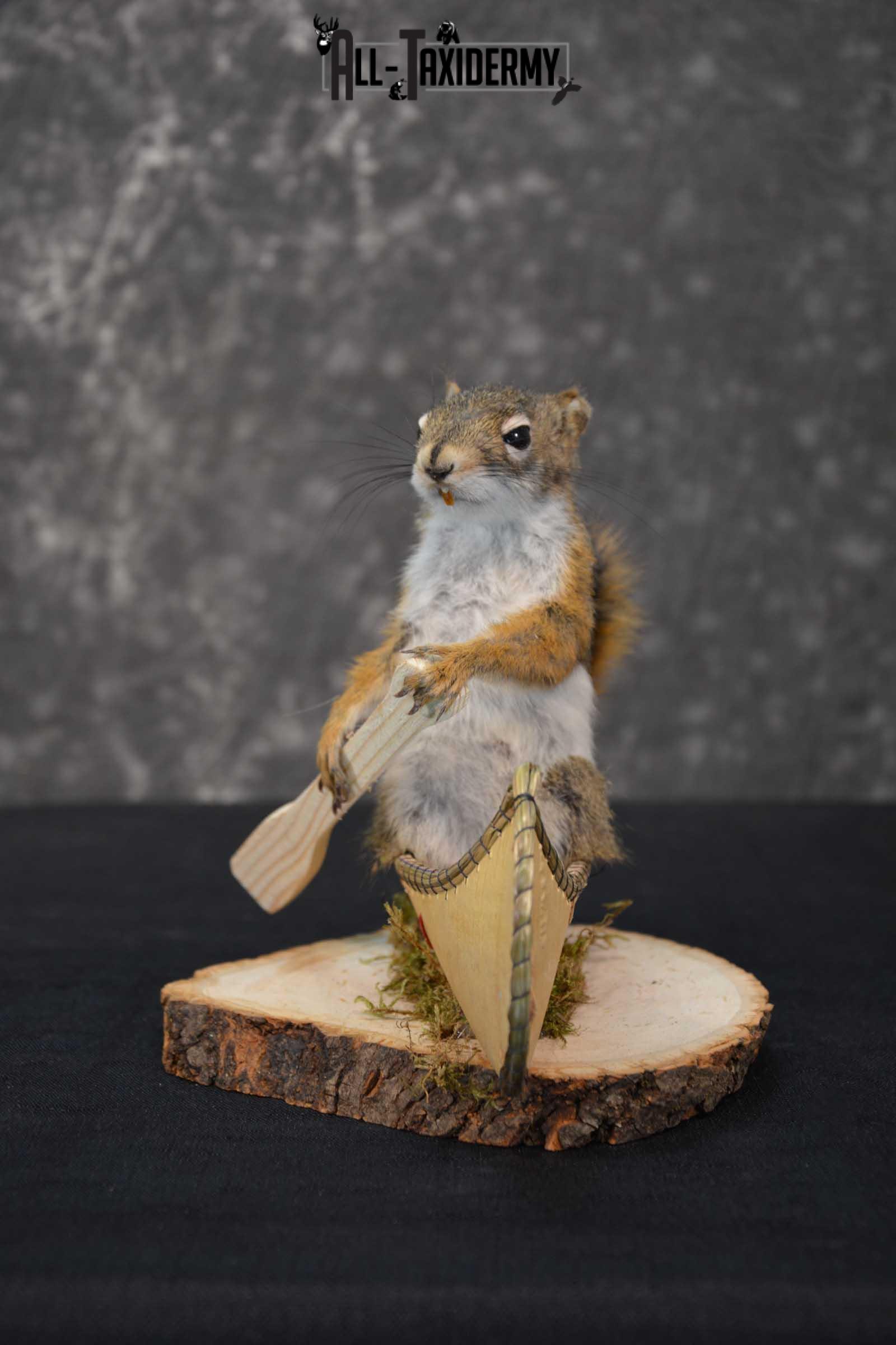 Red Squirrel in Canoe Taxidermy mount for sale SKU 1747