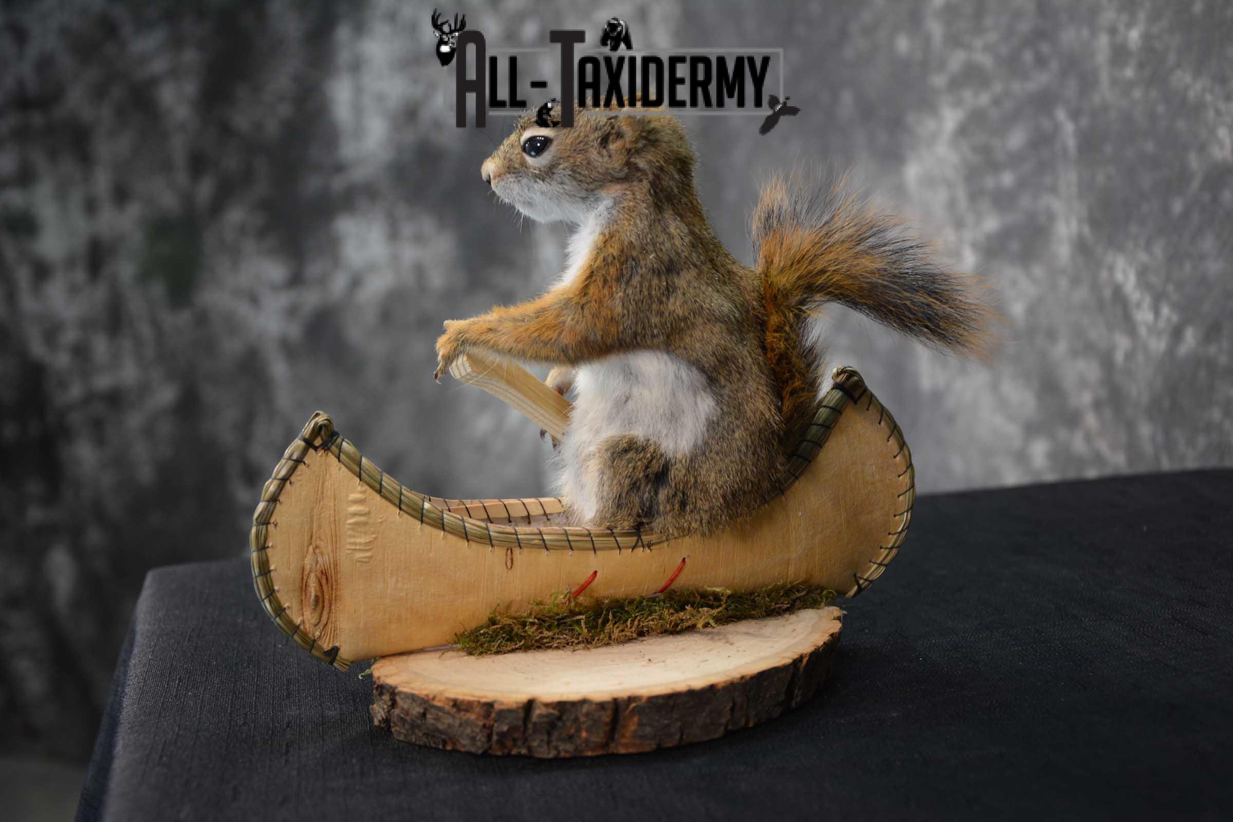 Red Squirrel in Canoe Taxidermy mount for sale SKU 1747 - Image 2