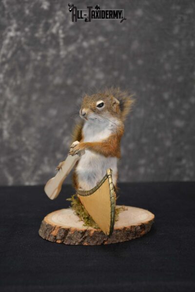 Red Squirrel in Canoe Taxidermy mount for sale SKU 1748