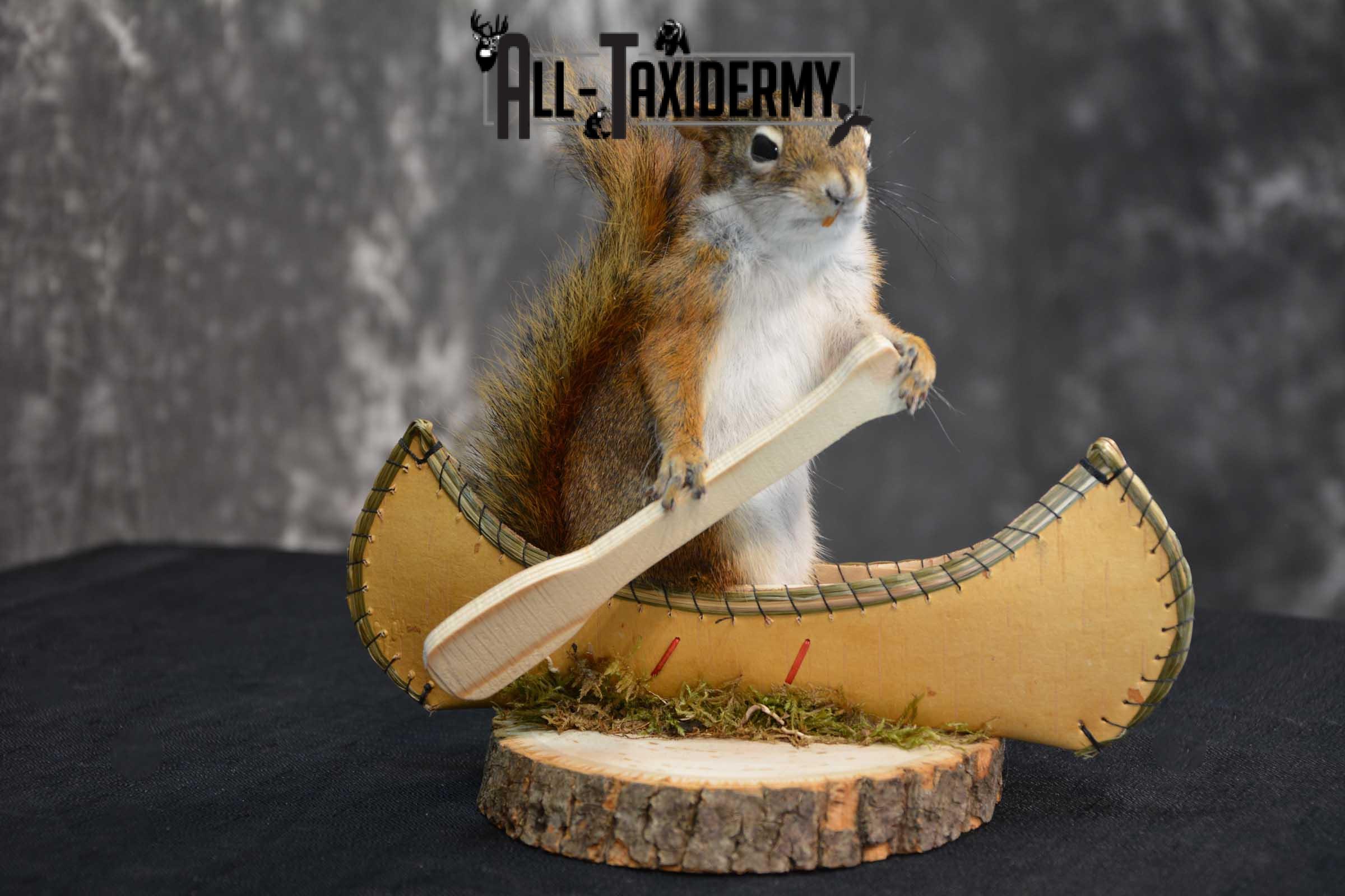 Red Squirrel in Canoe Taxidermy mount for sale SKU 1748 - Image 3