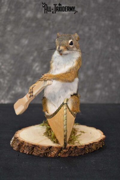 Red Squirrel in Canoe Taxidermy mount for sale SKU 1749