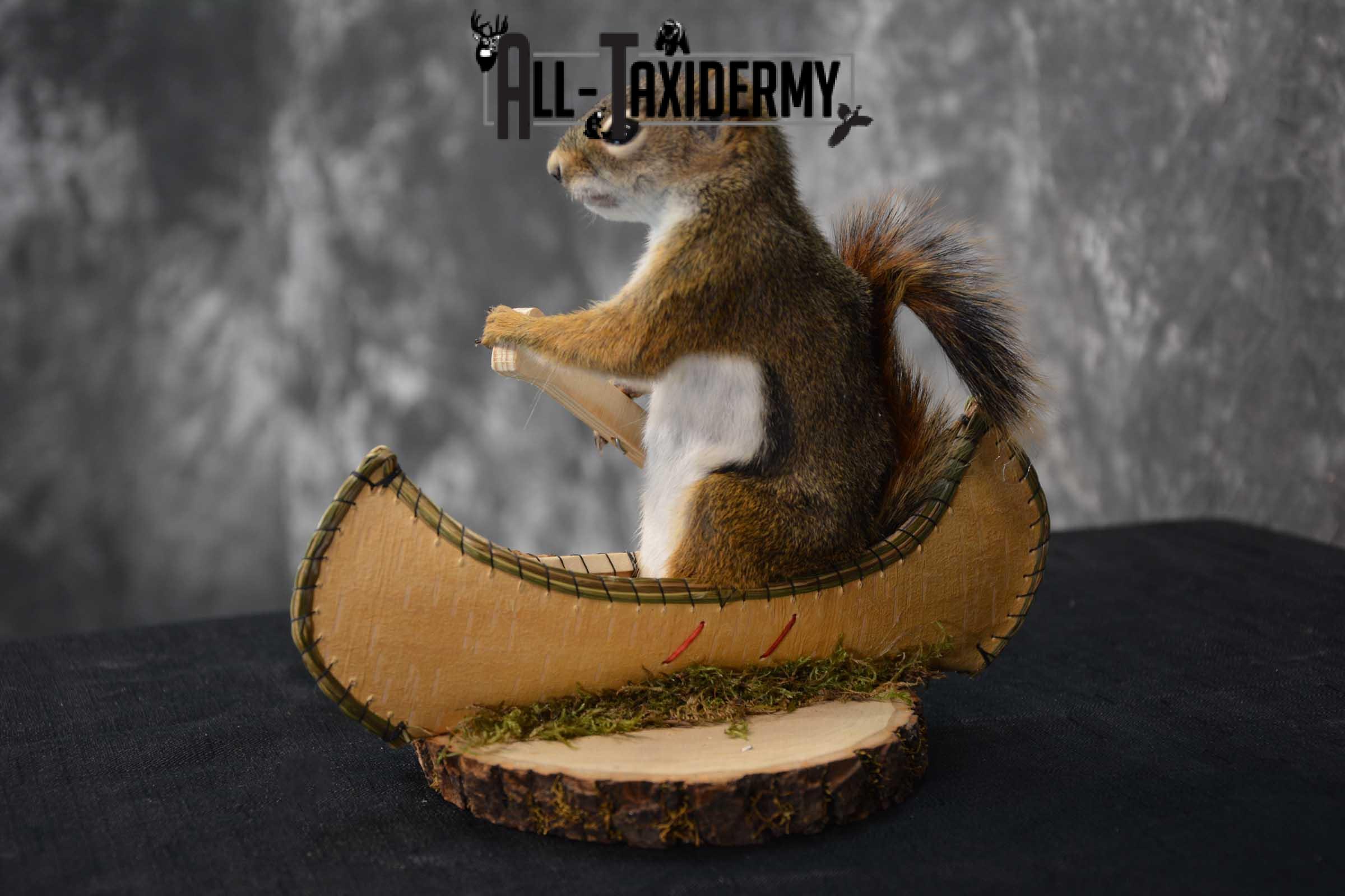 Red Squirrel in Canoe Taxidermy mount for sale SKU 1749 - Image 2