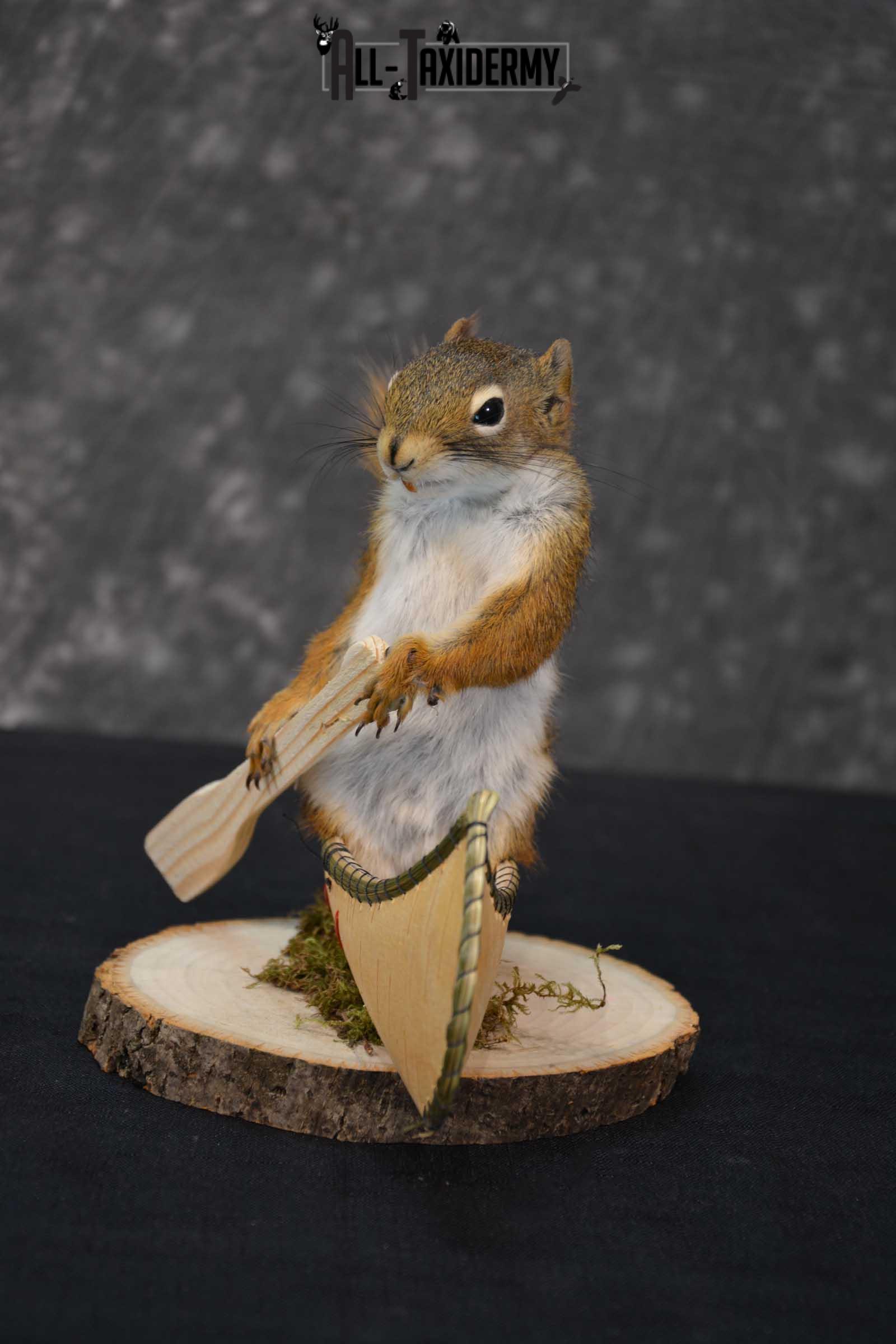 Red Squirrel in Canoe Taxidermy mount for sale SKU 1750